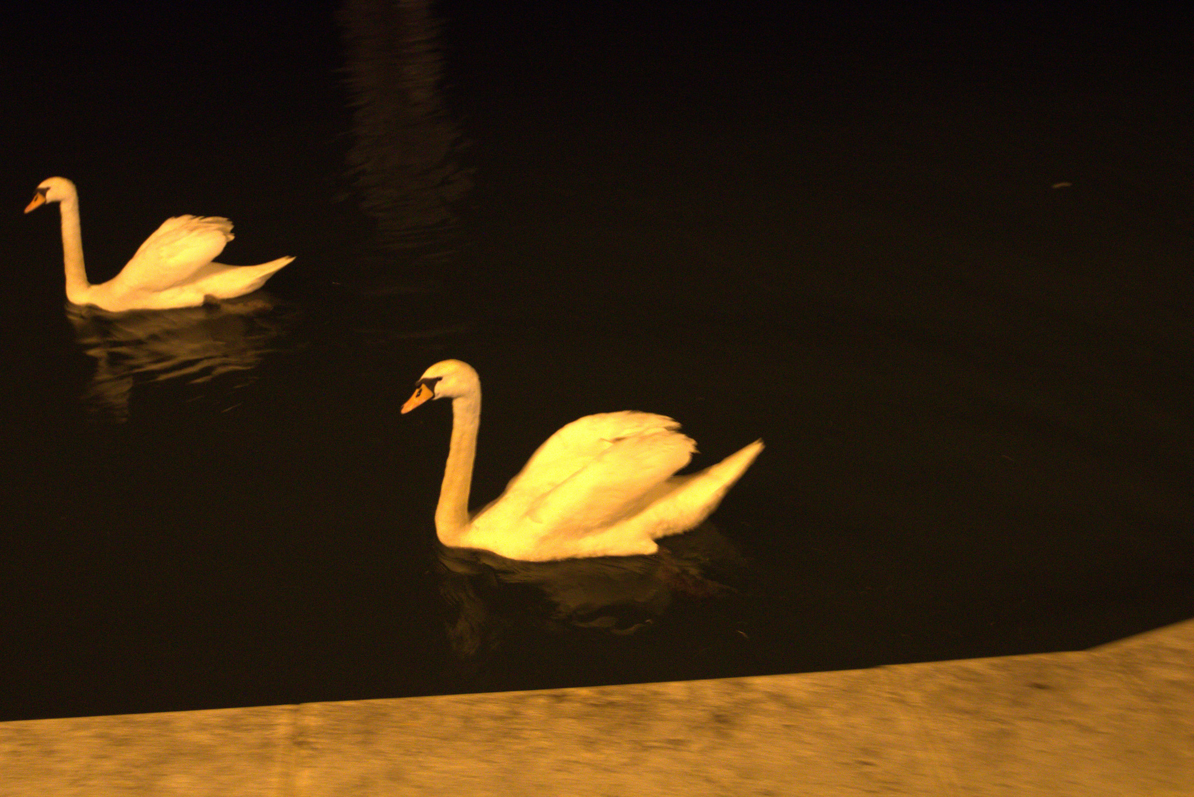 Swans on Lake Garda