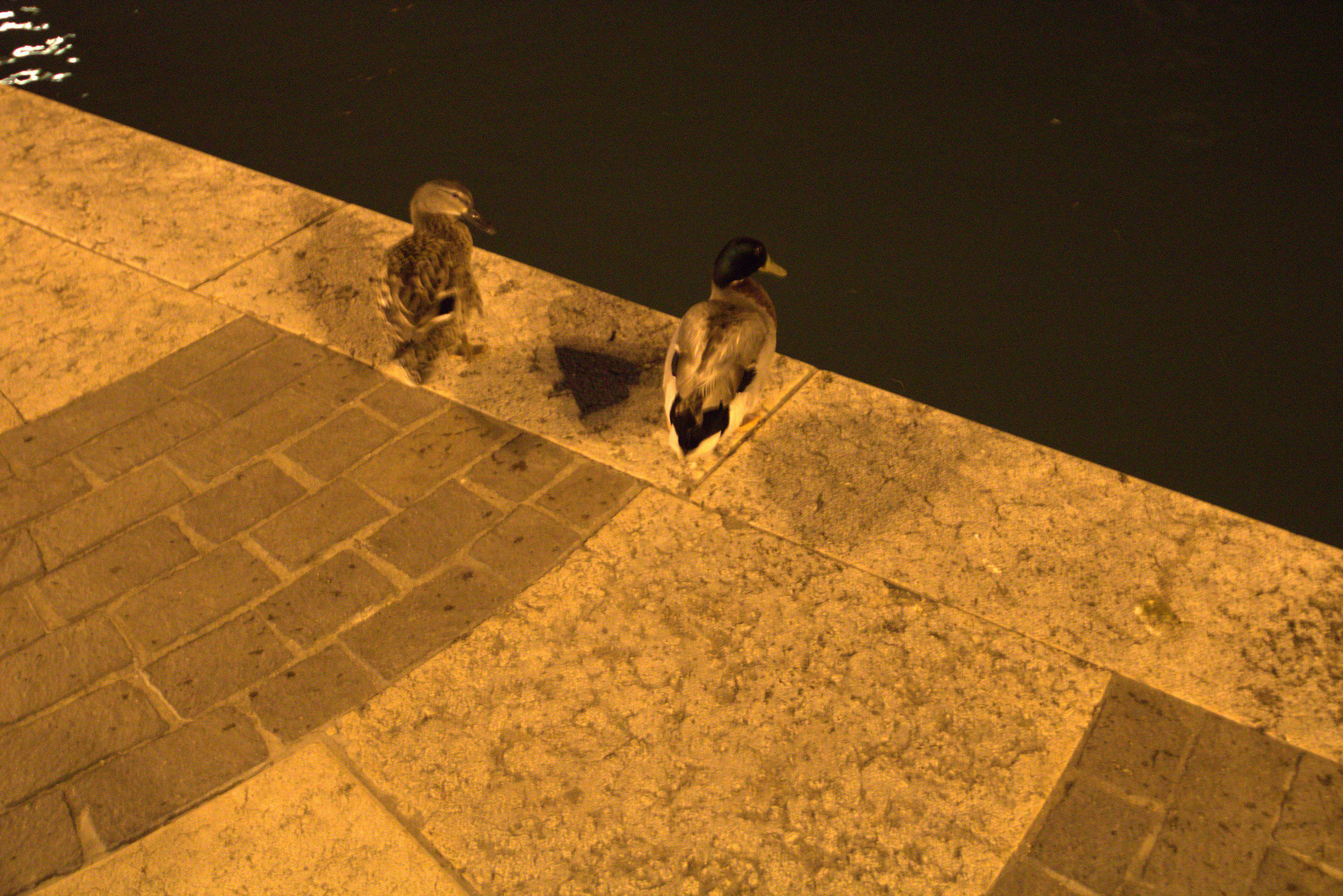 But should I throw myself into the lake?