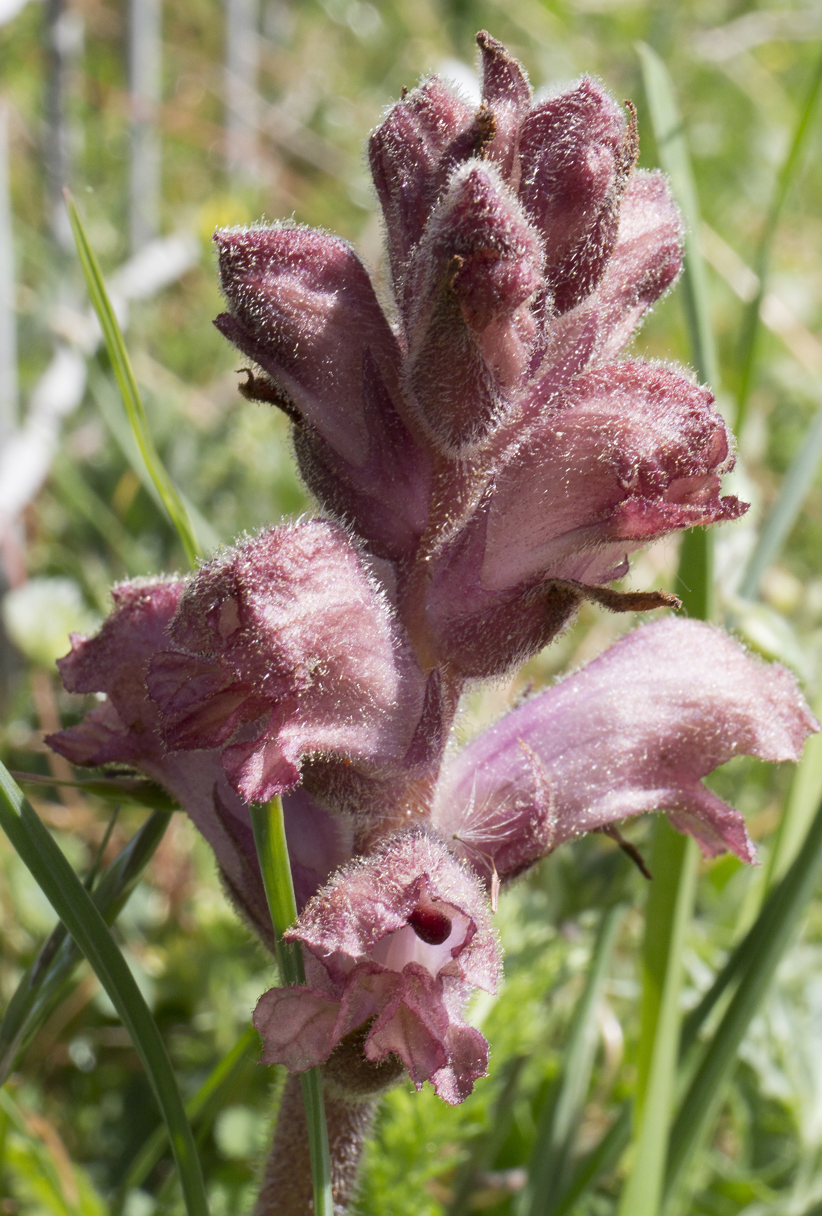 Orchidea di montagna