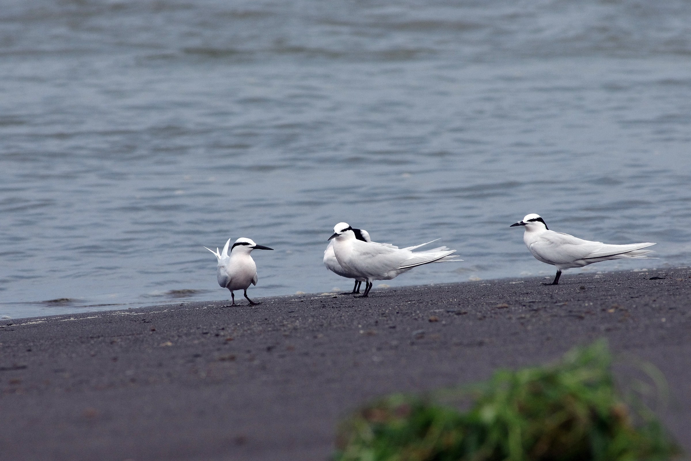 Black-naped Tern