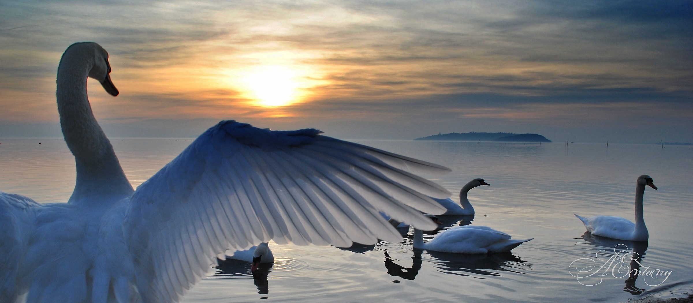 The Swan greeting