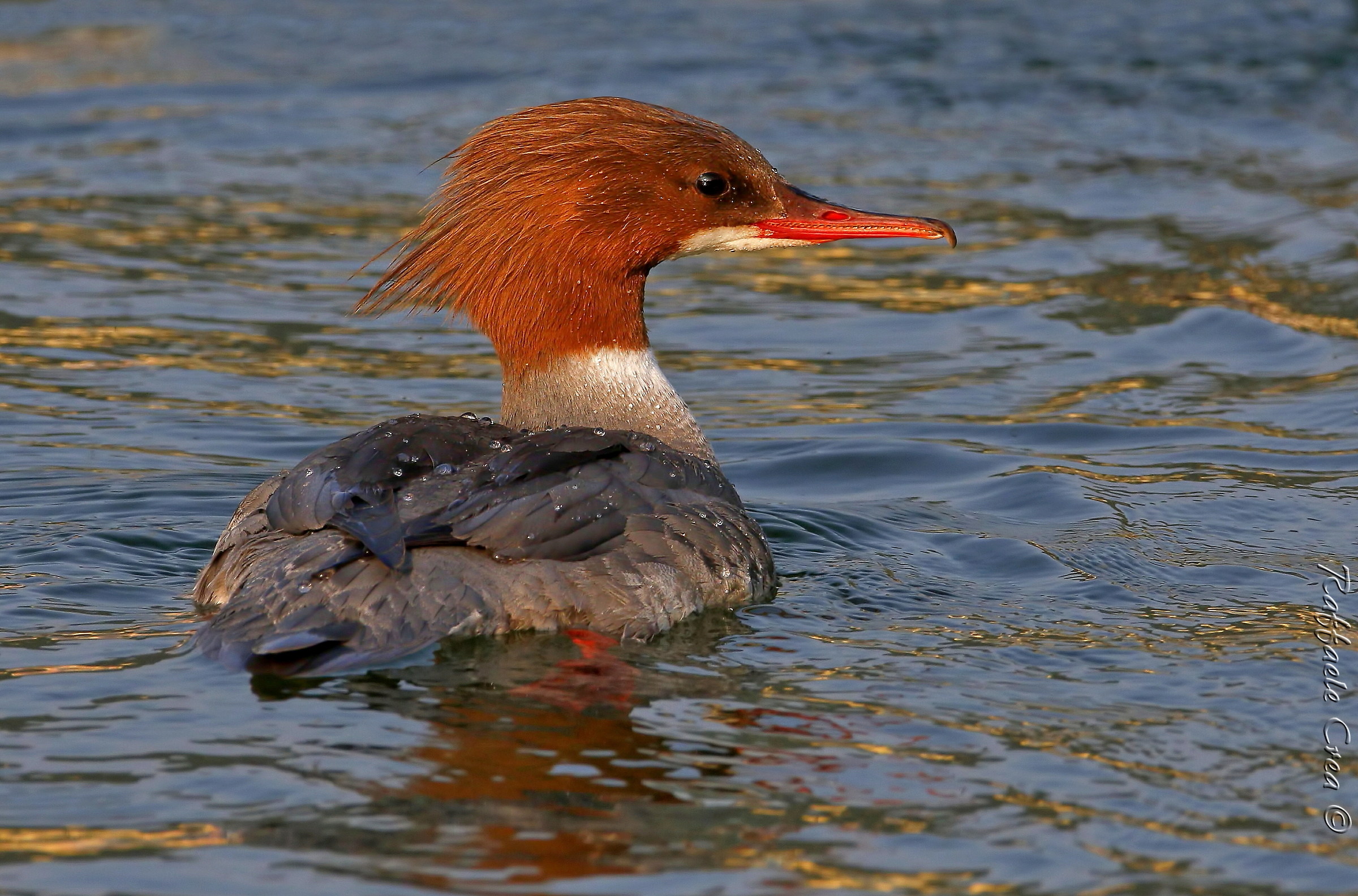 Merganser Female at sunset