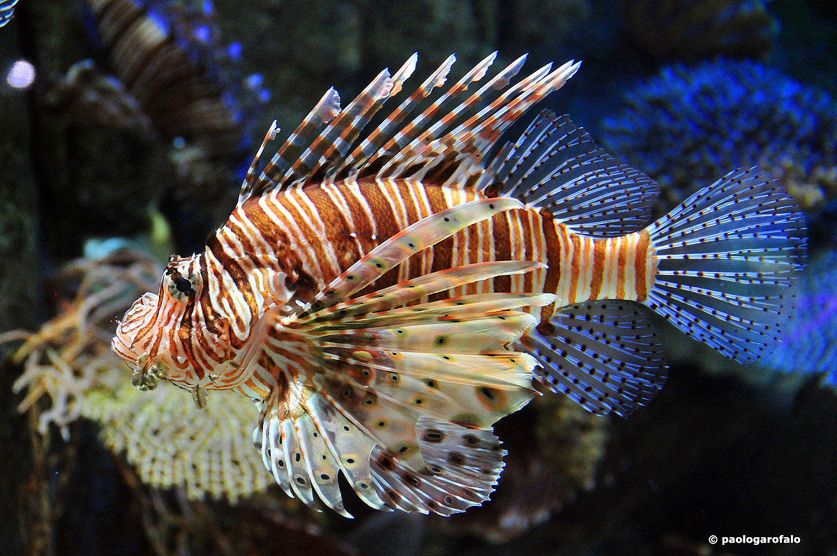 The lion fish
