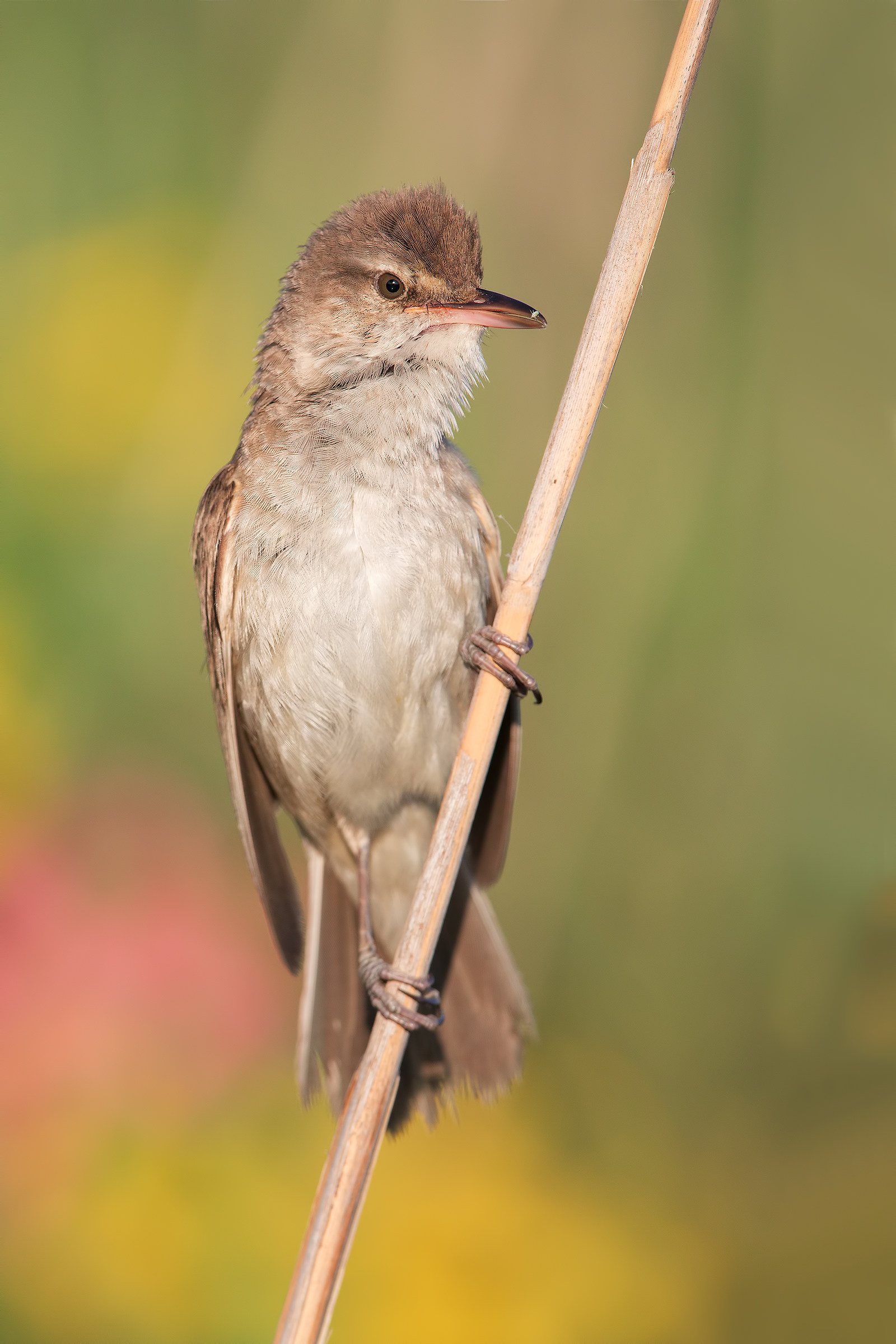 Warbler... and its parasite