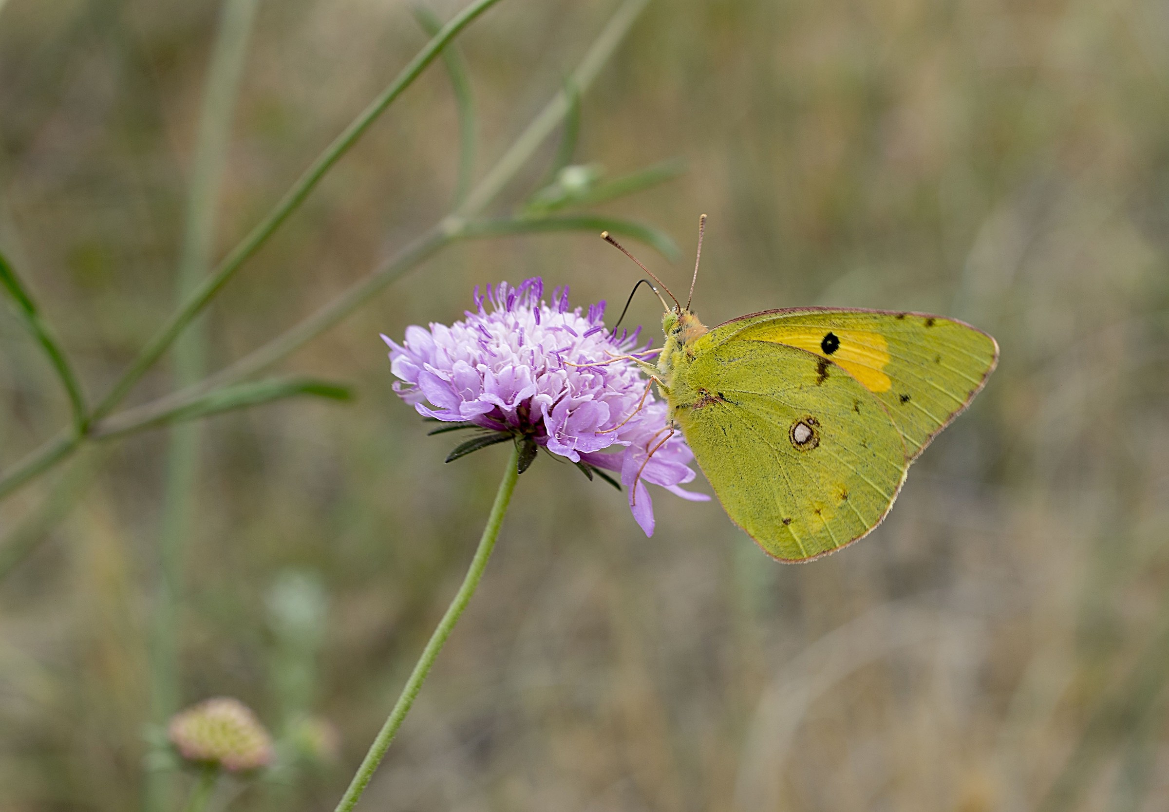 The first small butterfly