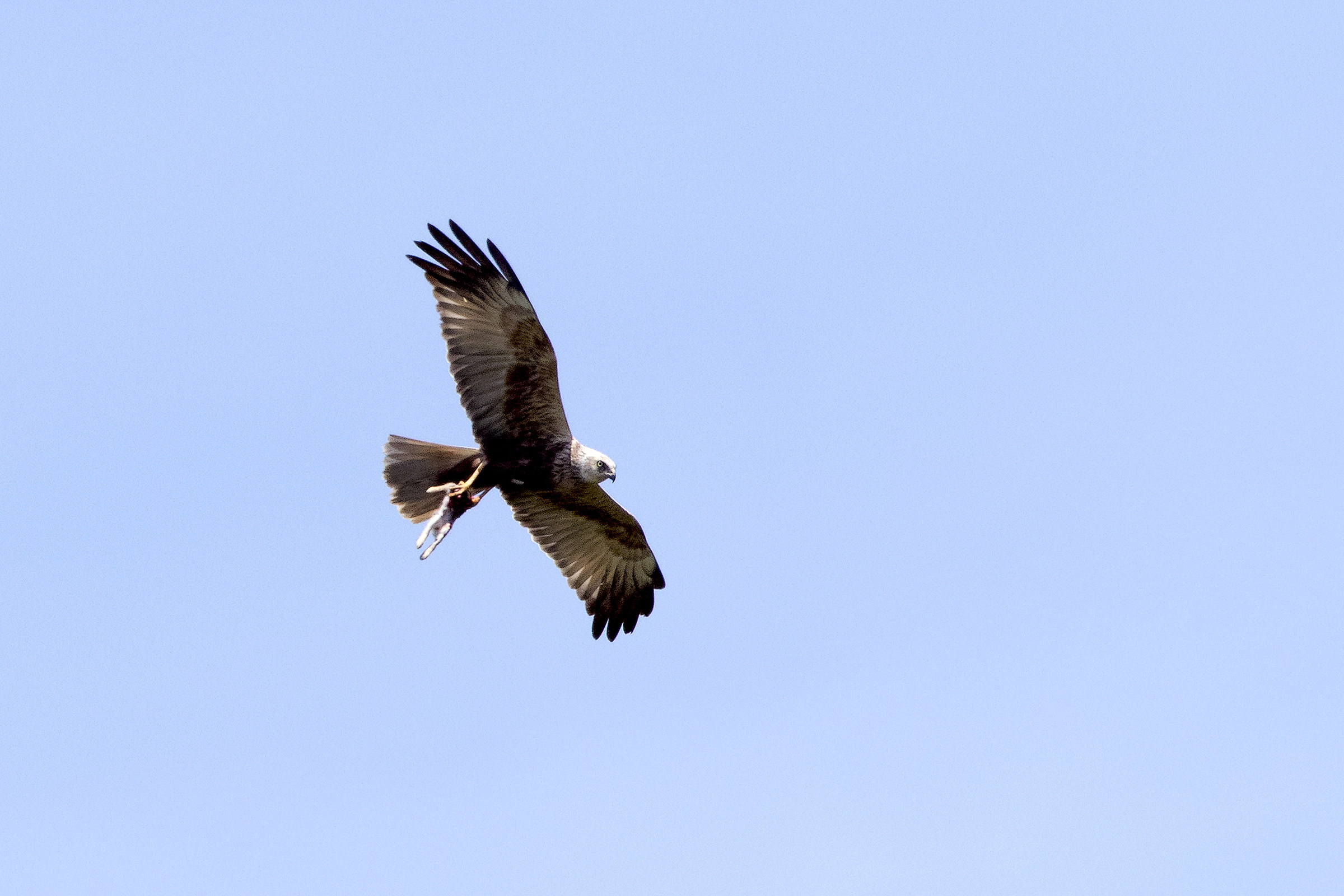 Falco di palude e coniglio