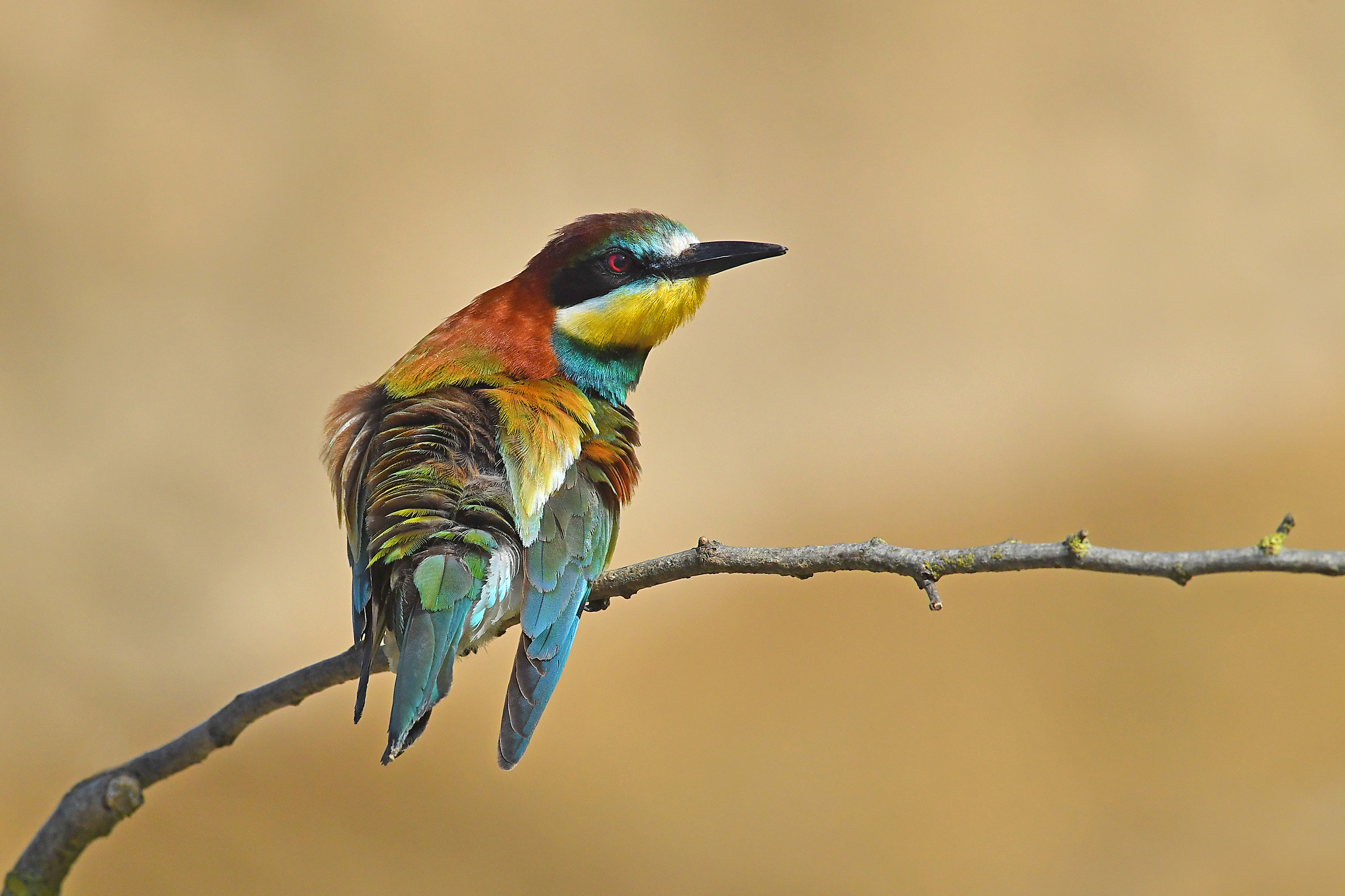 Stories of Feathers (eater)