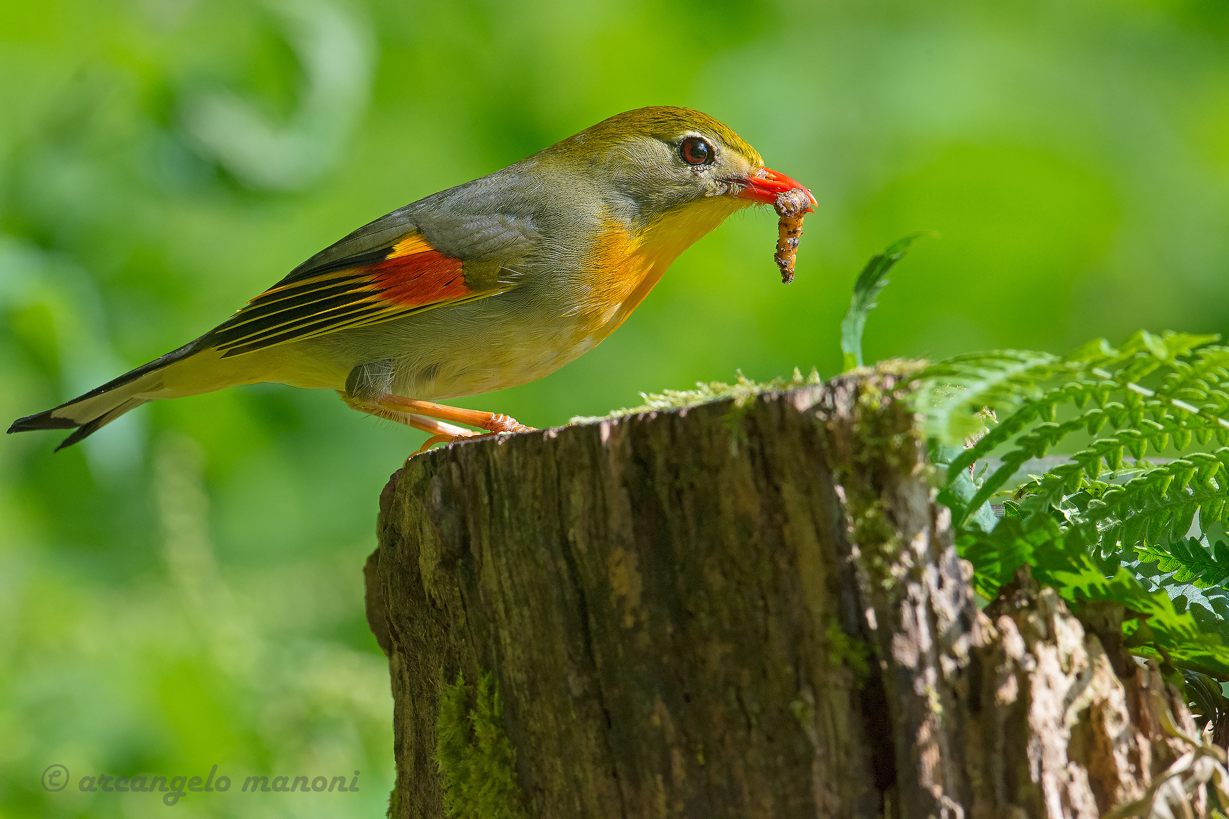 The ' ' Naturalized ' ' Nightingale of Japan