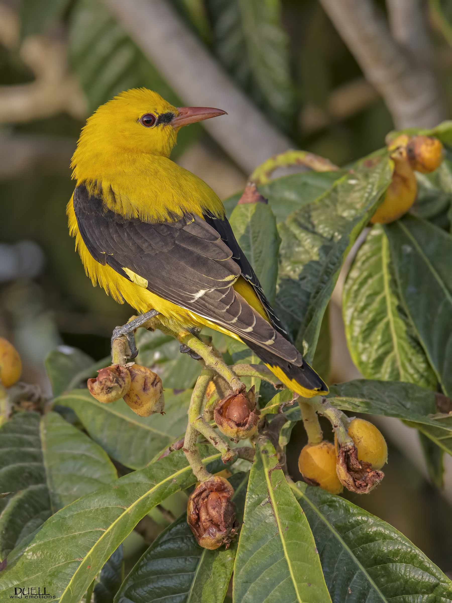 Golden Oriole on Nespolo