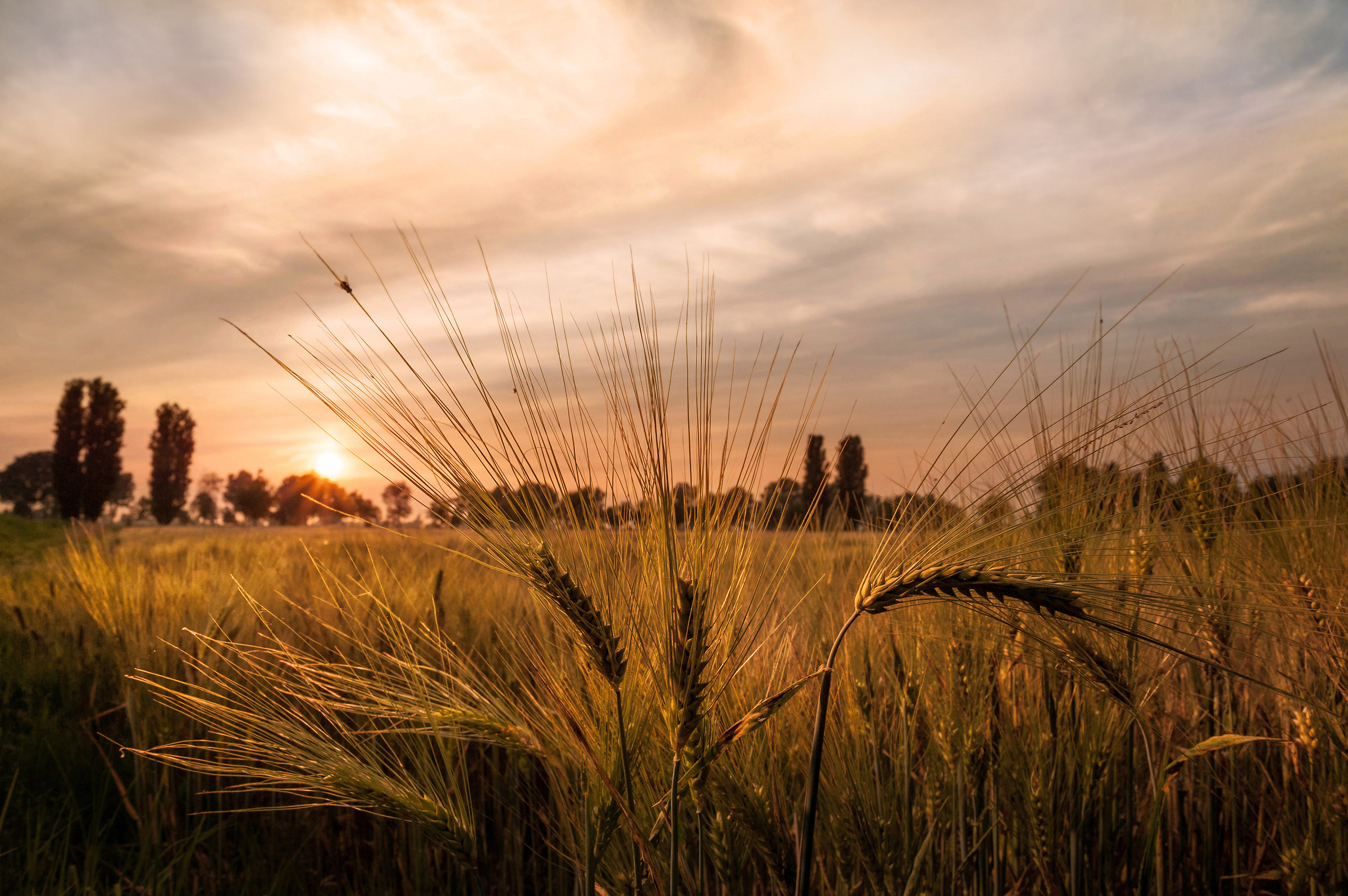 Il grano cambia colore