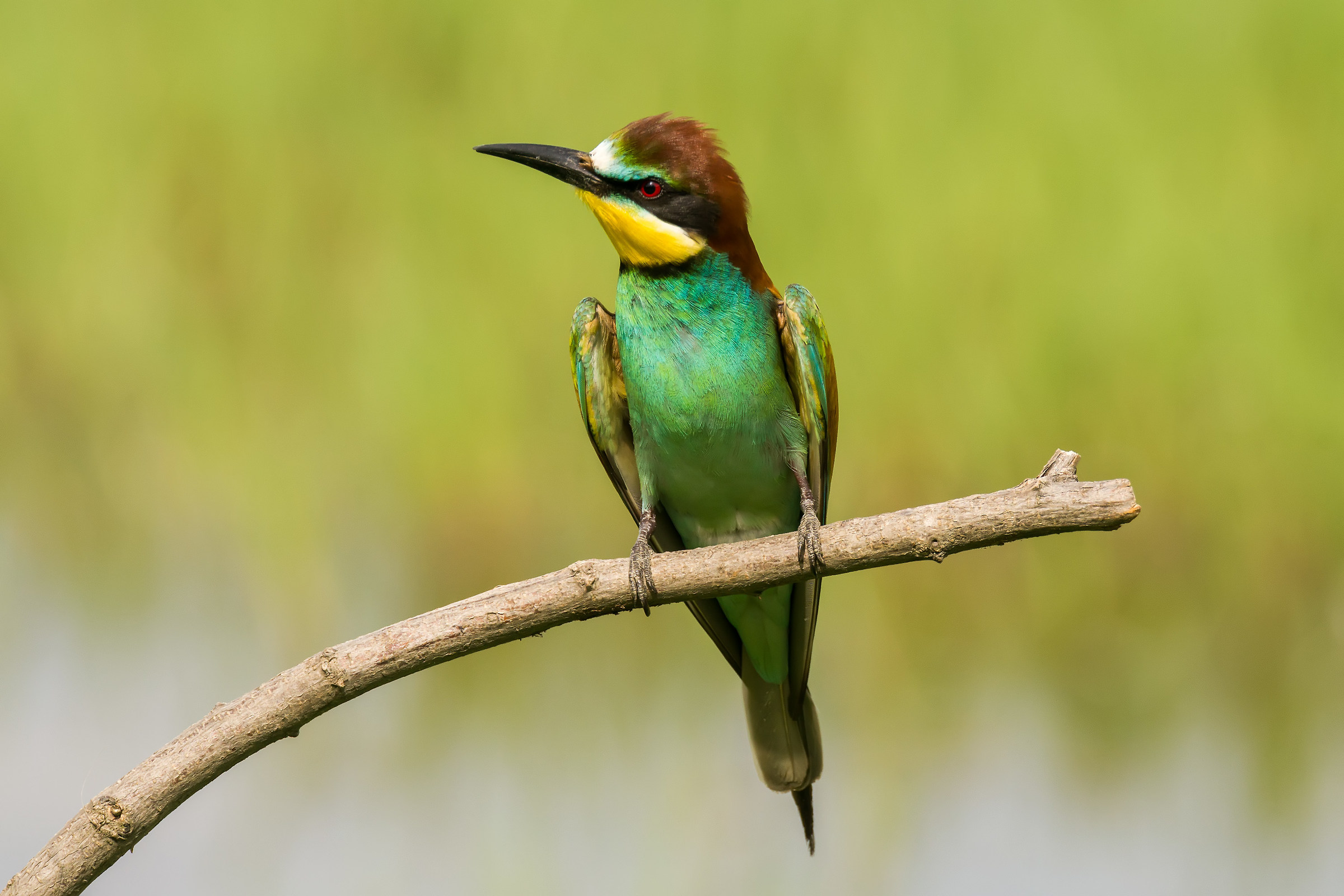 Bee-eater