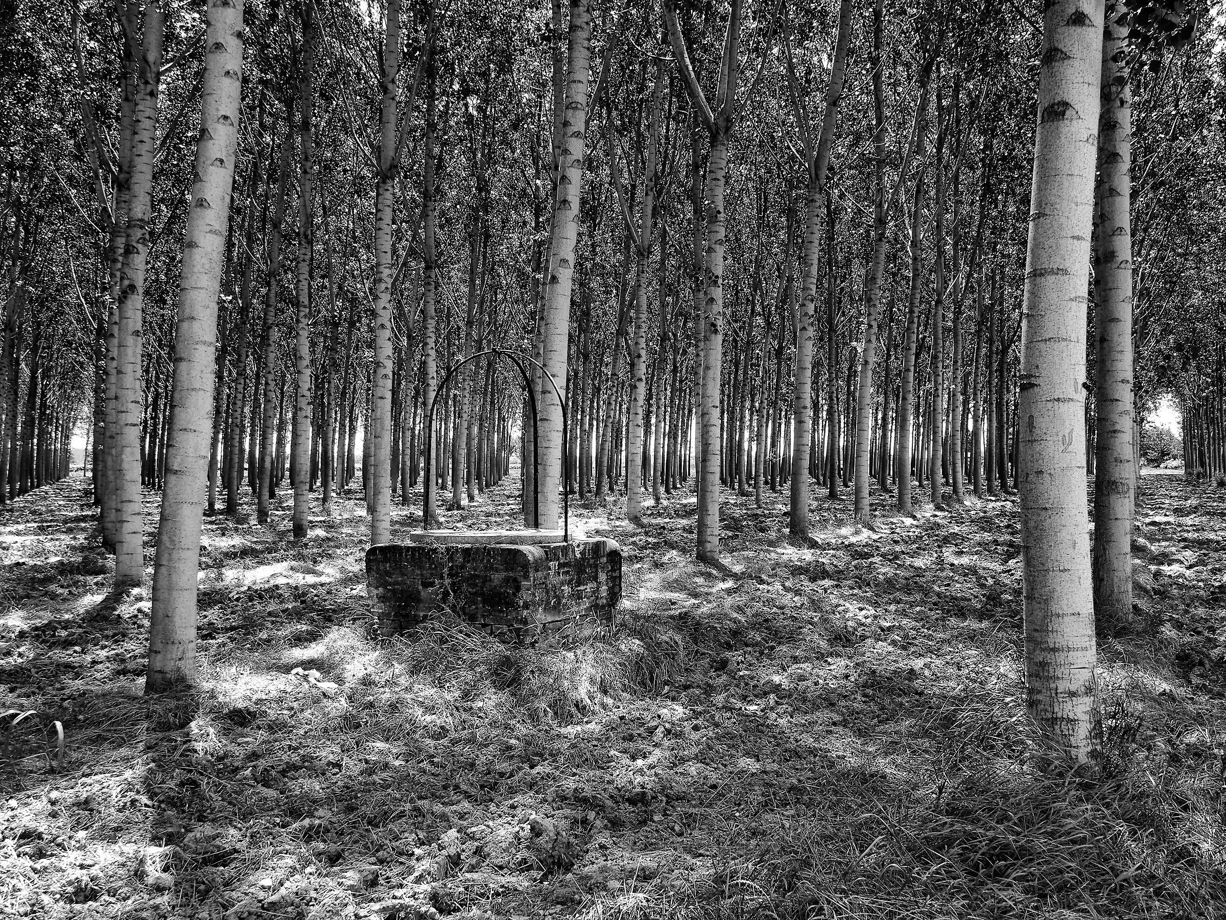 Il pozzo nel pioppeto