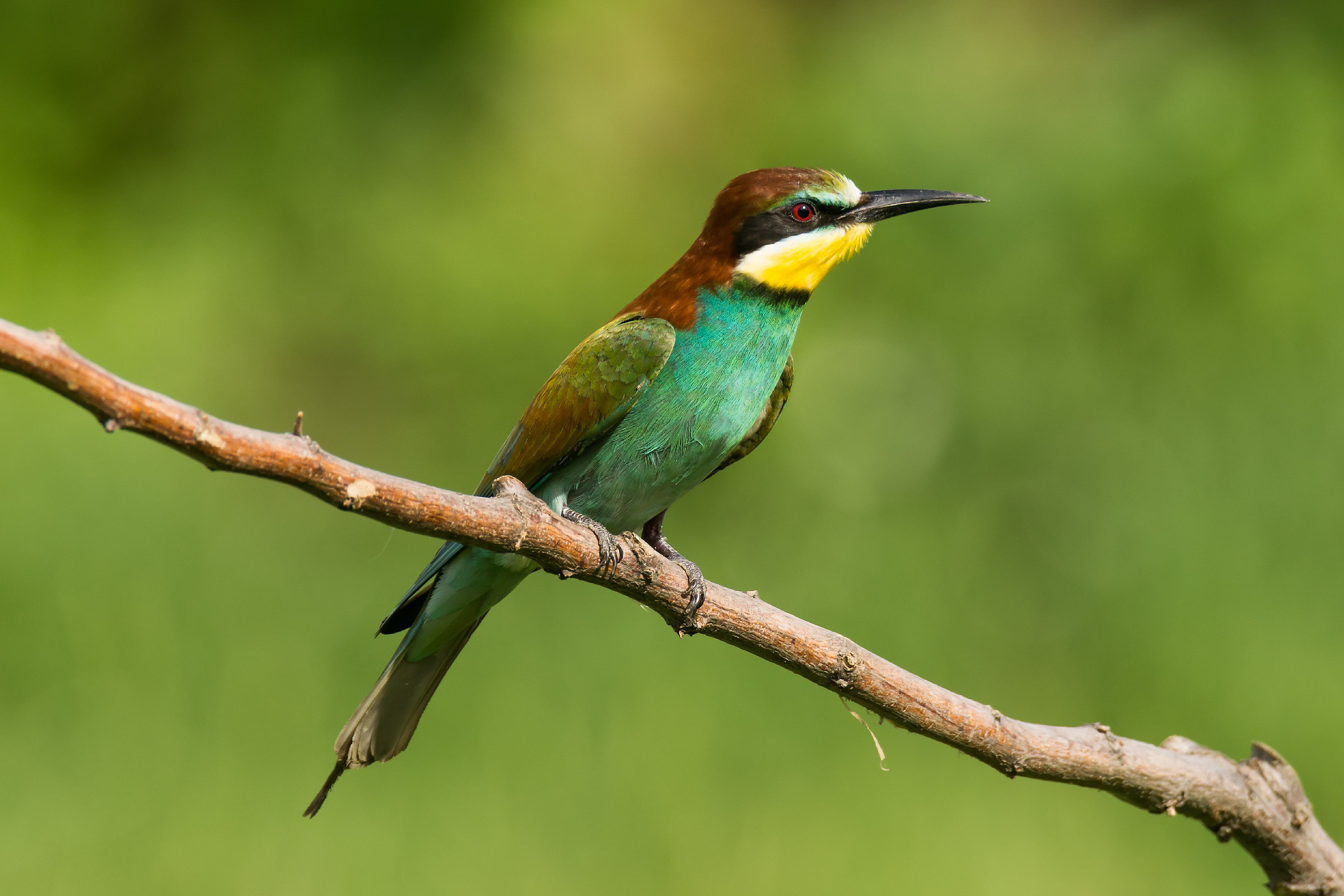 Bee-eater