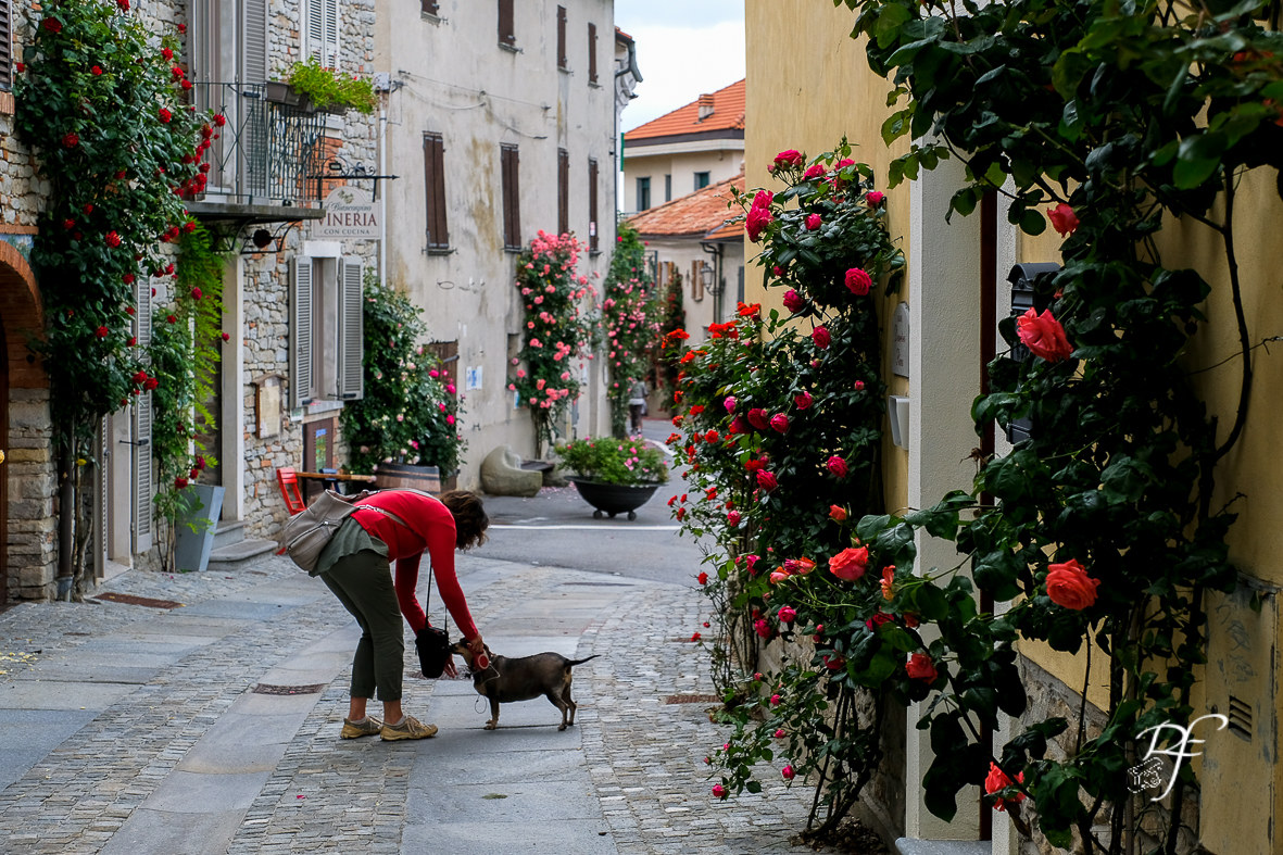 Bossolasco CN, the country of Roses