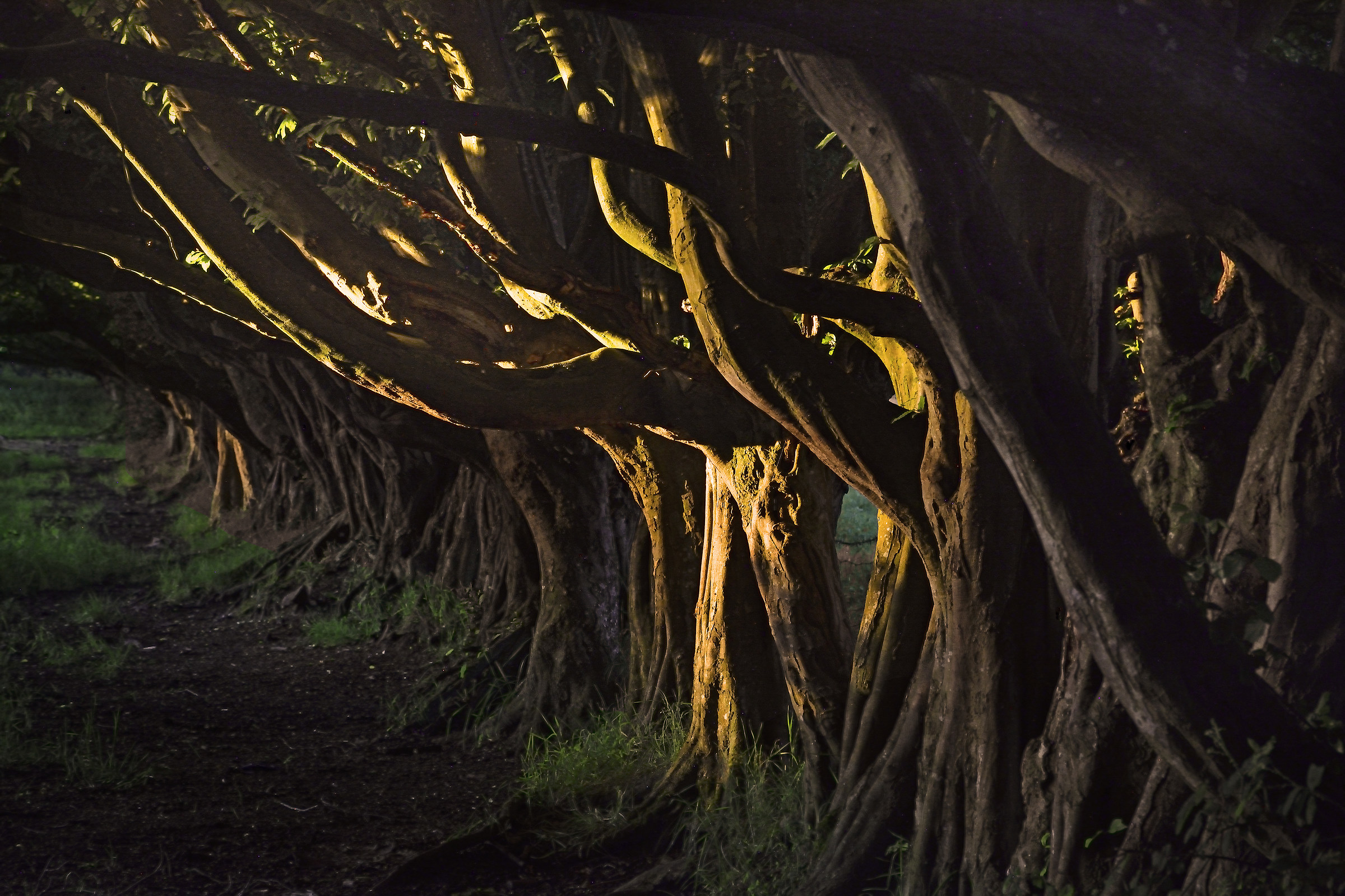 An Ancient Field Boundary, at Sunset