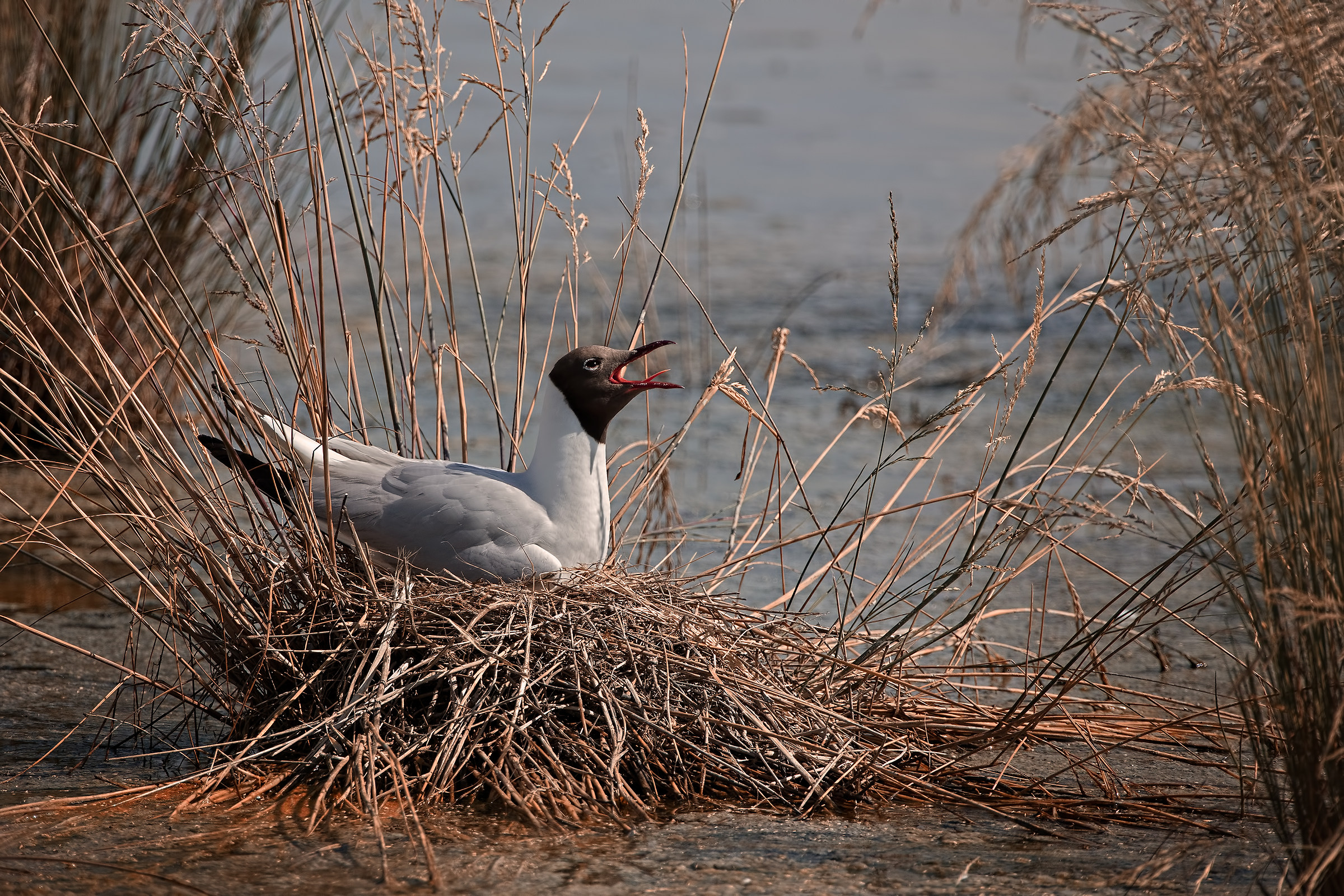 Saline di Comacchio