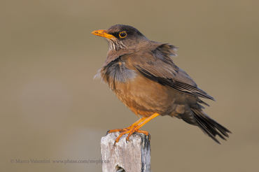 Turdus falcklandii