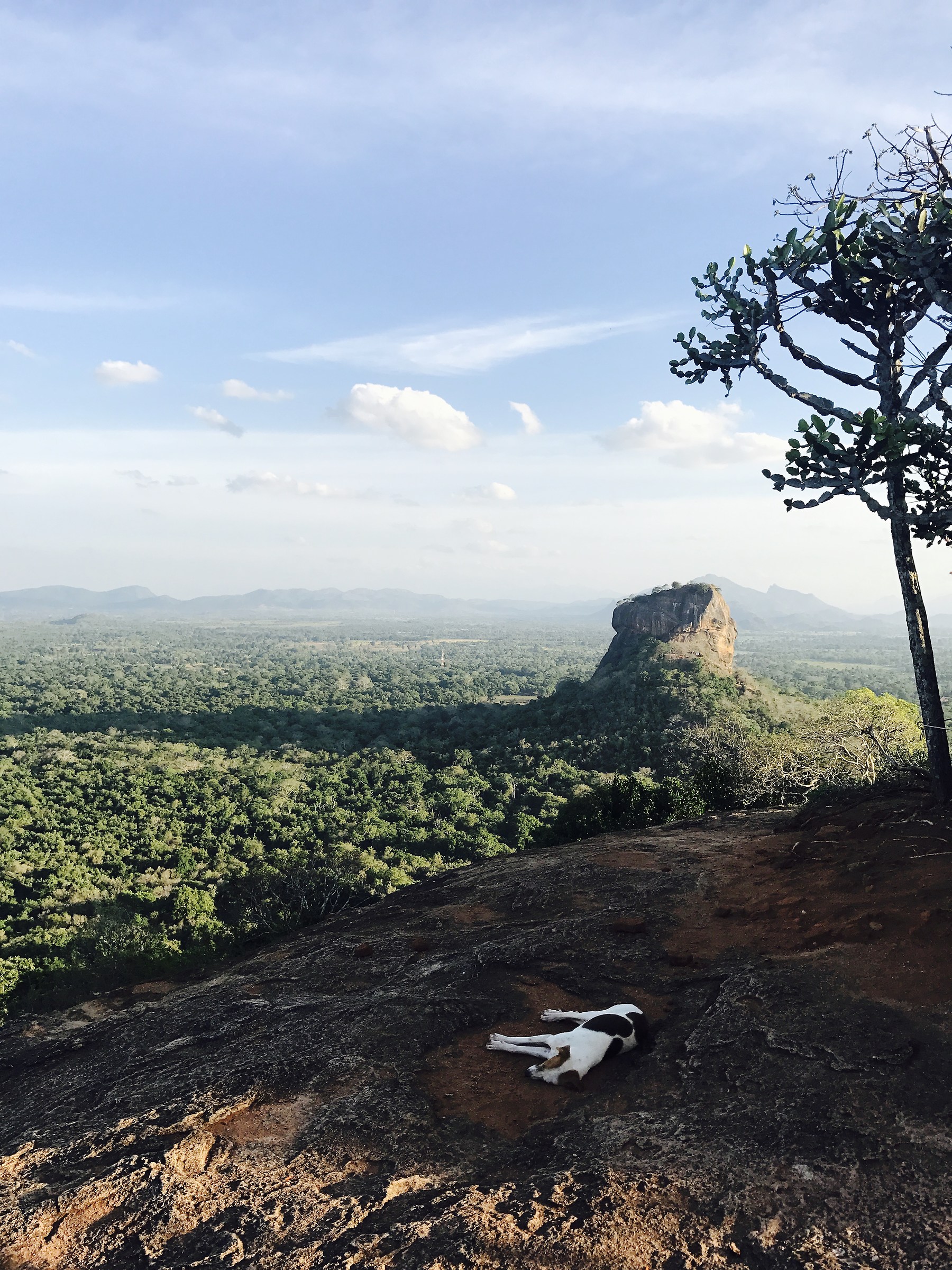 Solitaire in Sigiriya