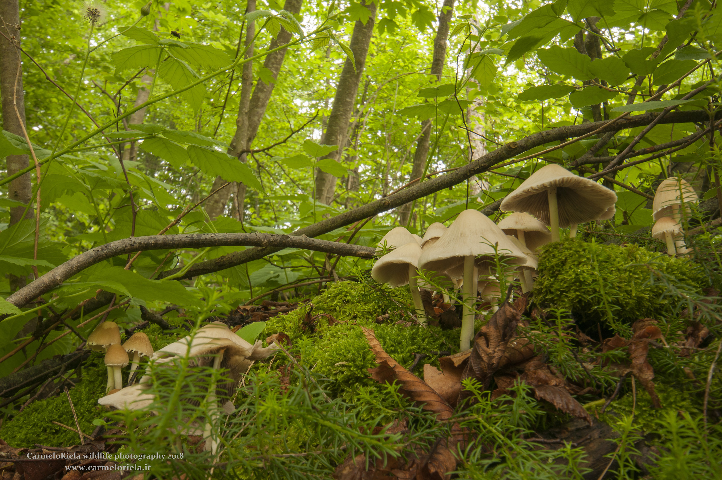 Psathyrella candolleana(Fiers)Maire 1937