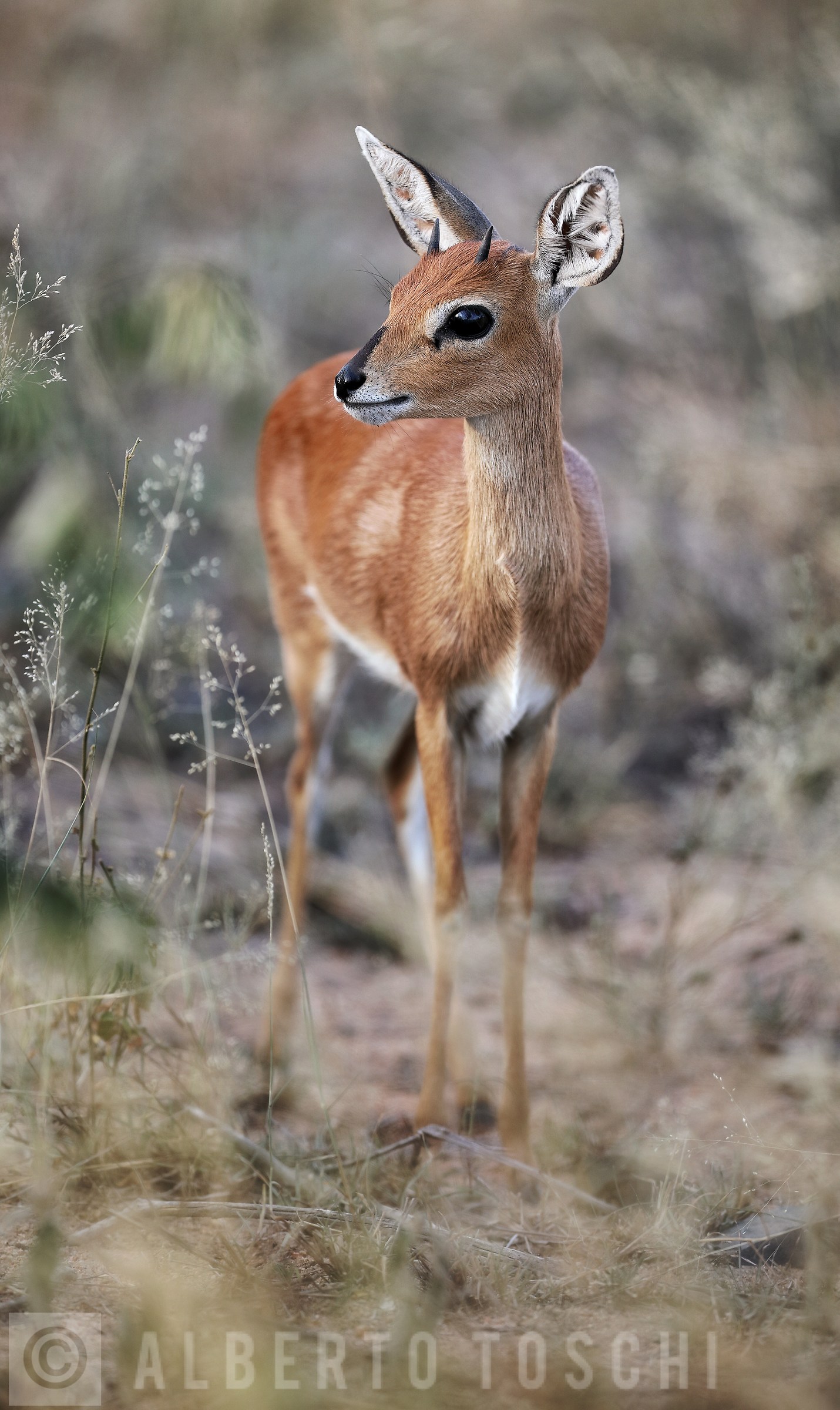 Afrikaans Klipspringer