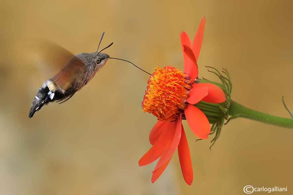 Macroglossum stellatarum