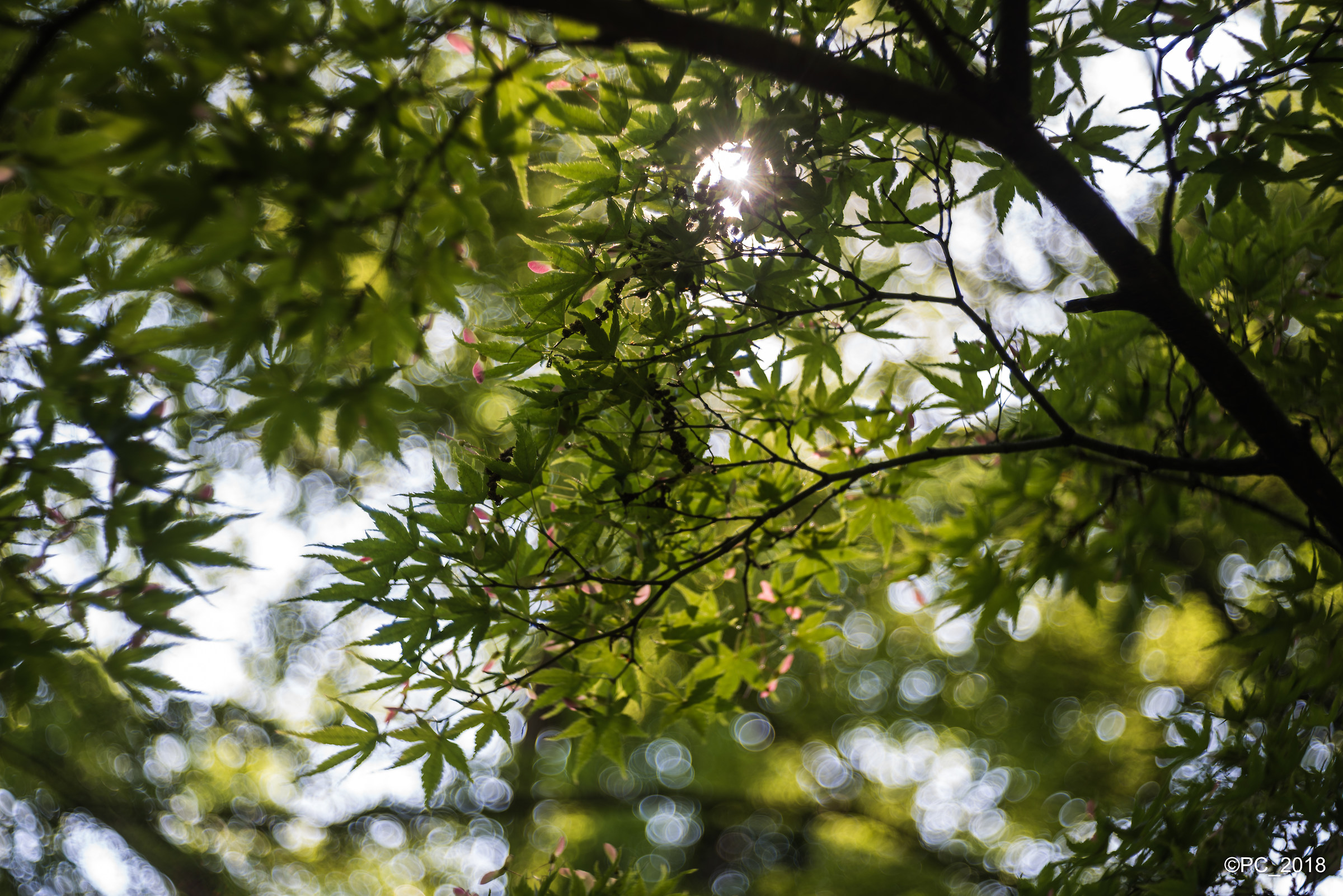 Padova - Orto Botanico 001
