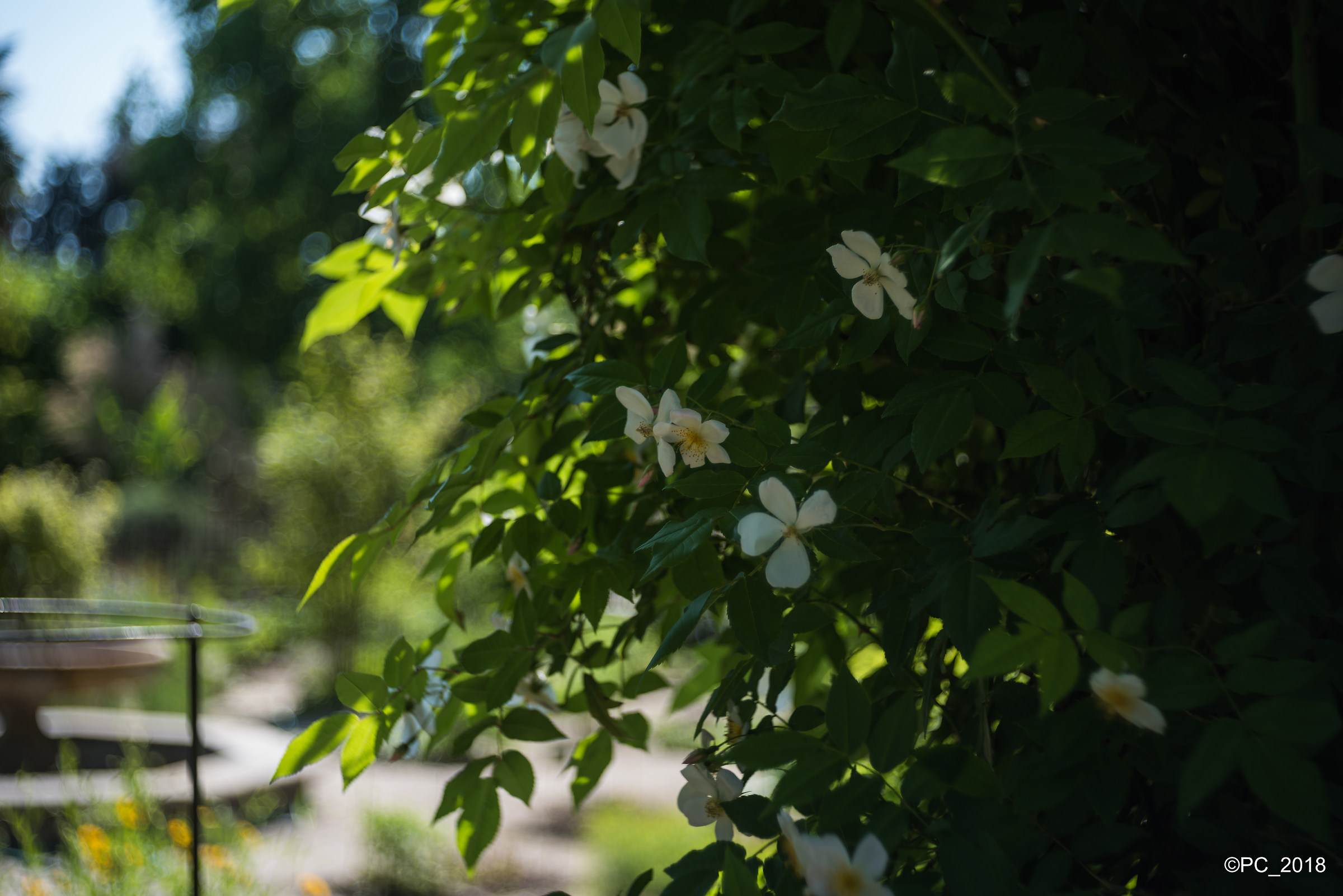 Padova - Orto Botanico 002