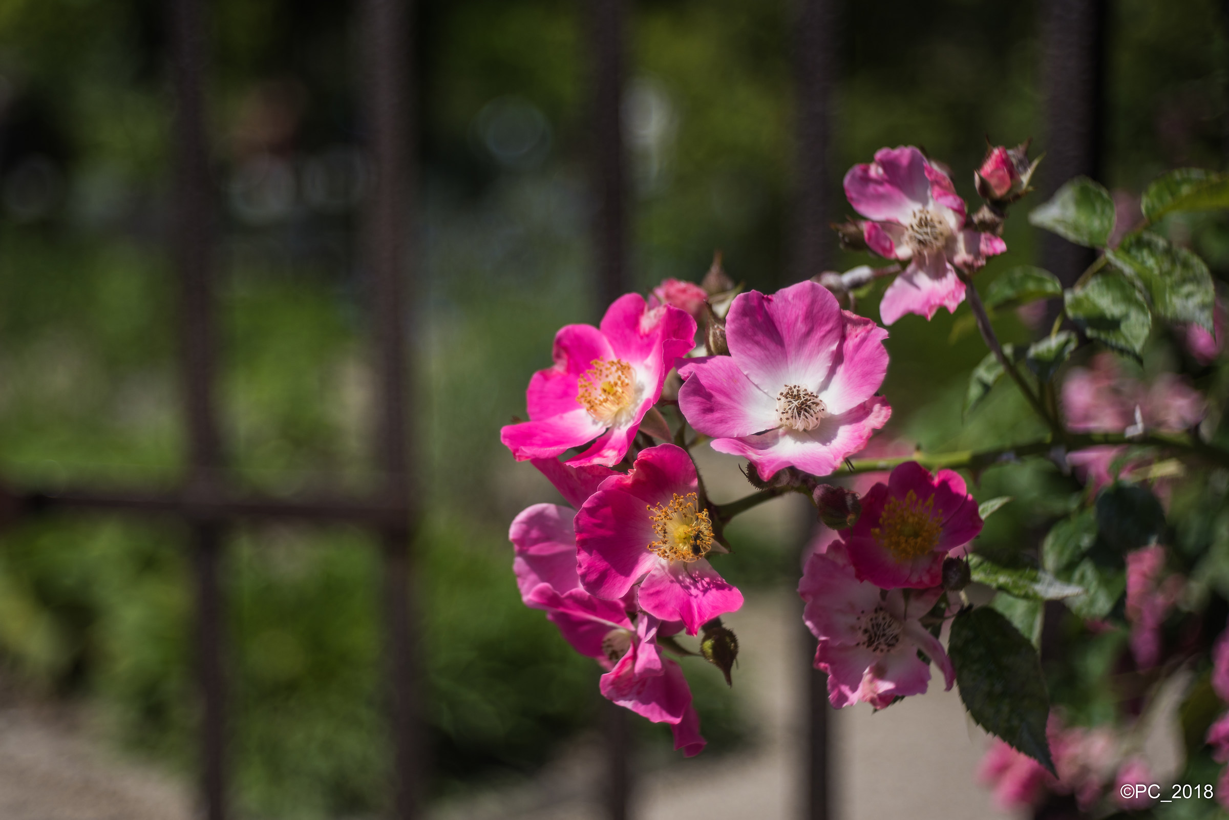 Padova - Orto Botanico 003