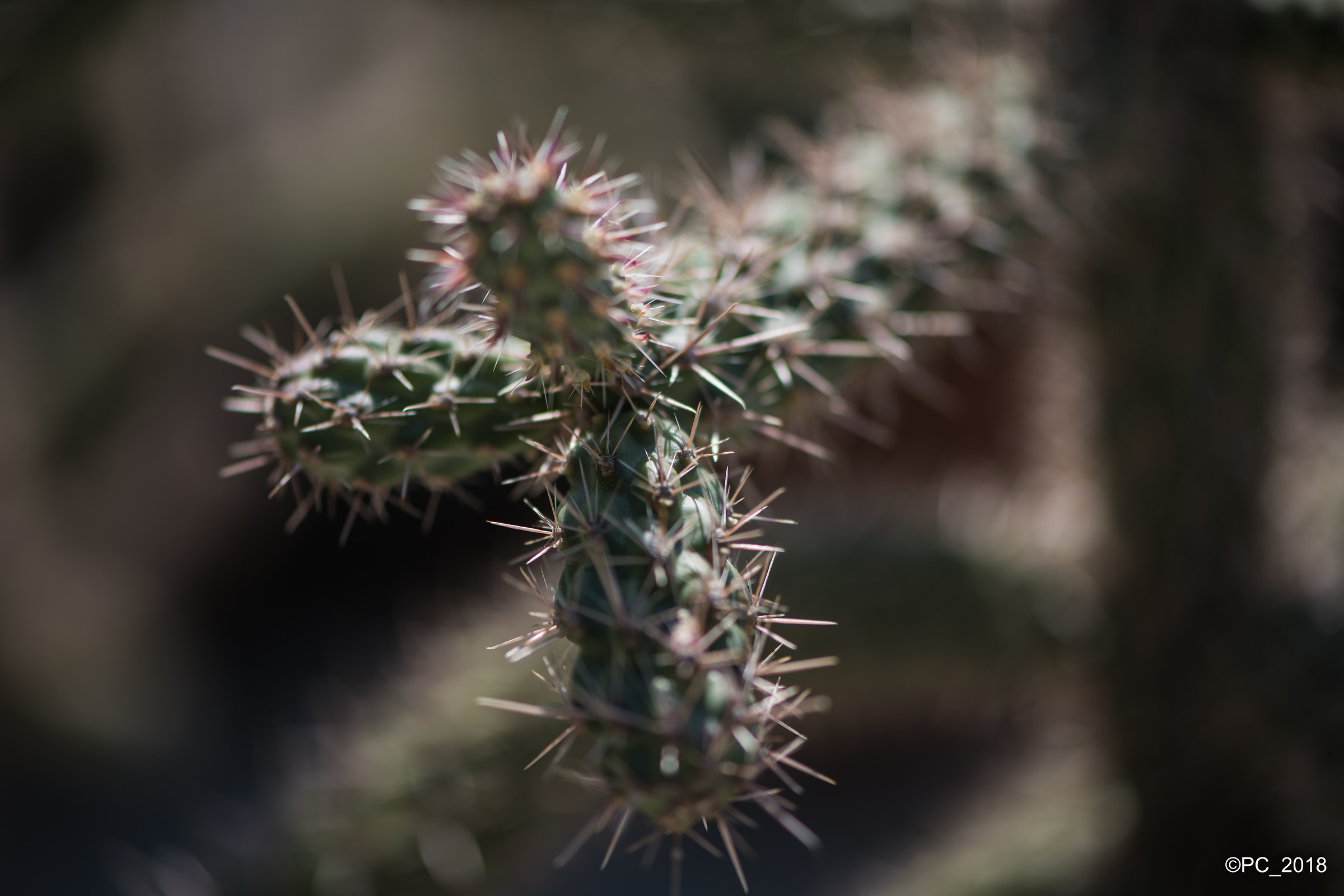 Padova - Orto Botanico 004