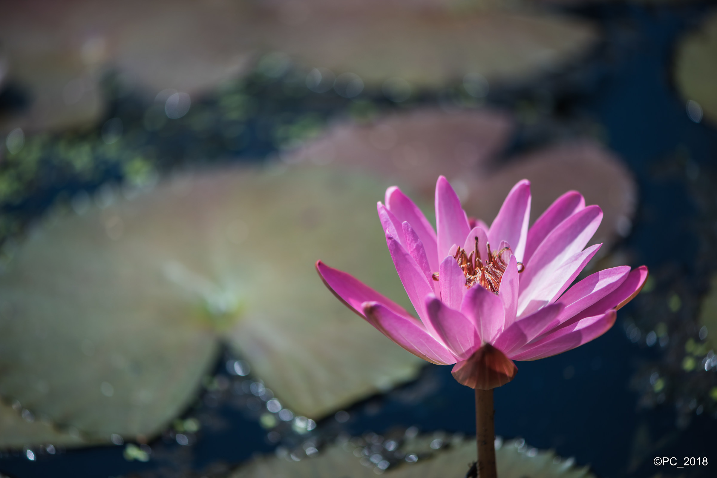 Padova - Orto Botanico 005