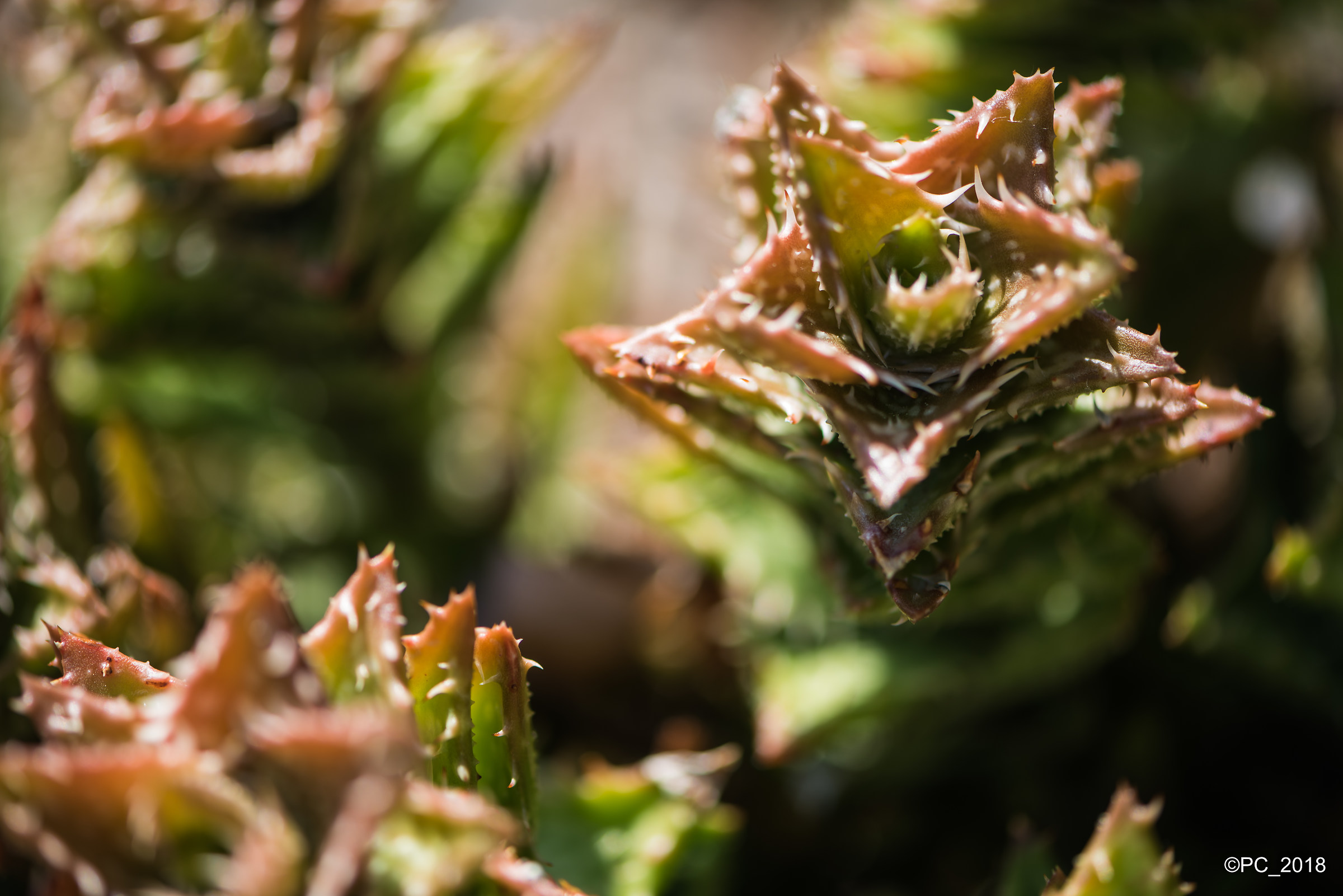 Padova - Orto Botanico 006