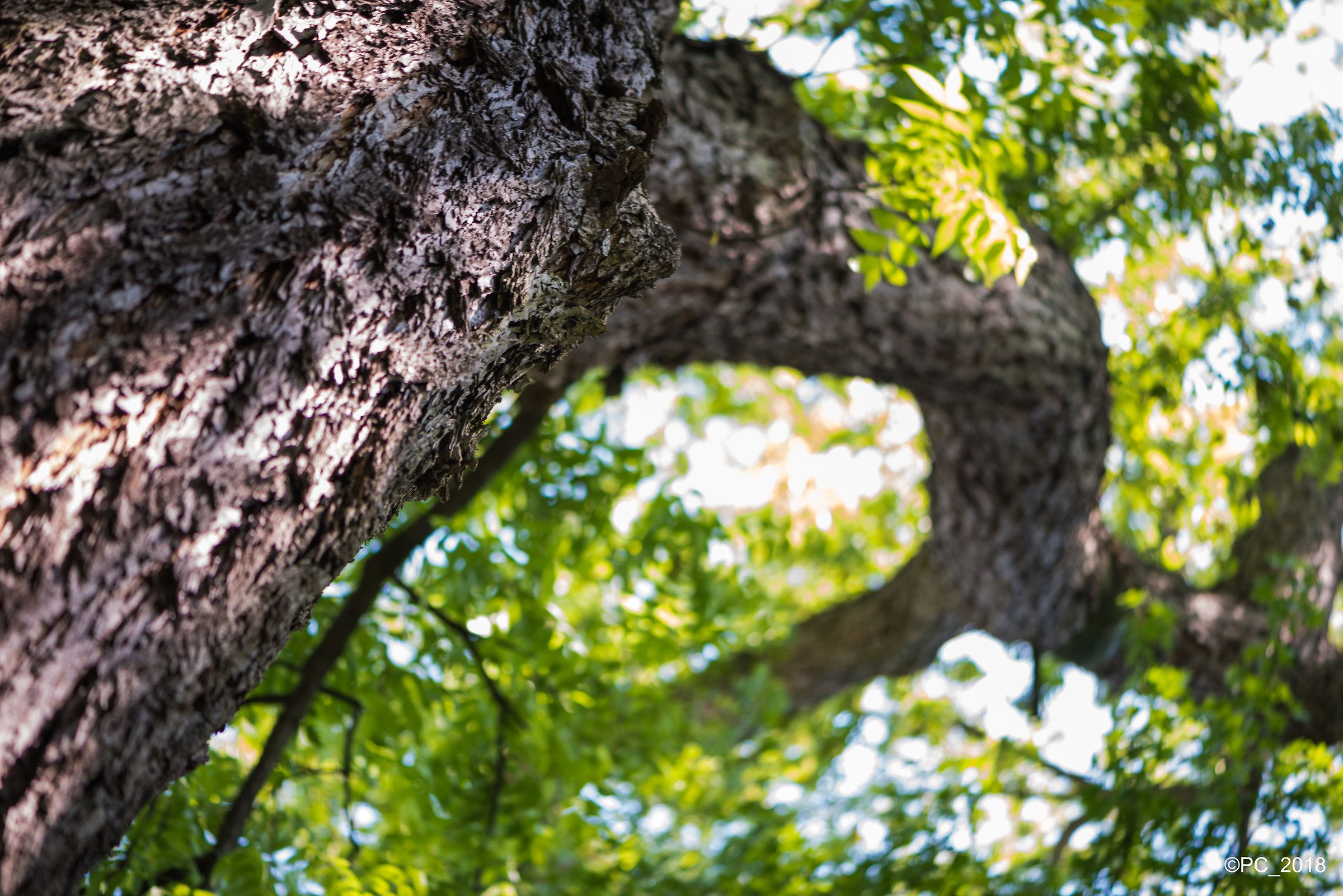 Padova - Orto Botanico 008