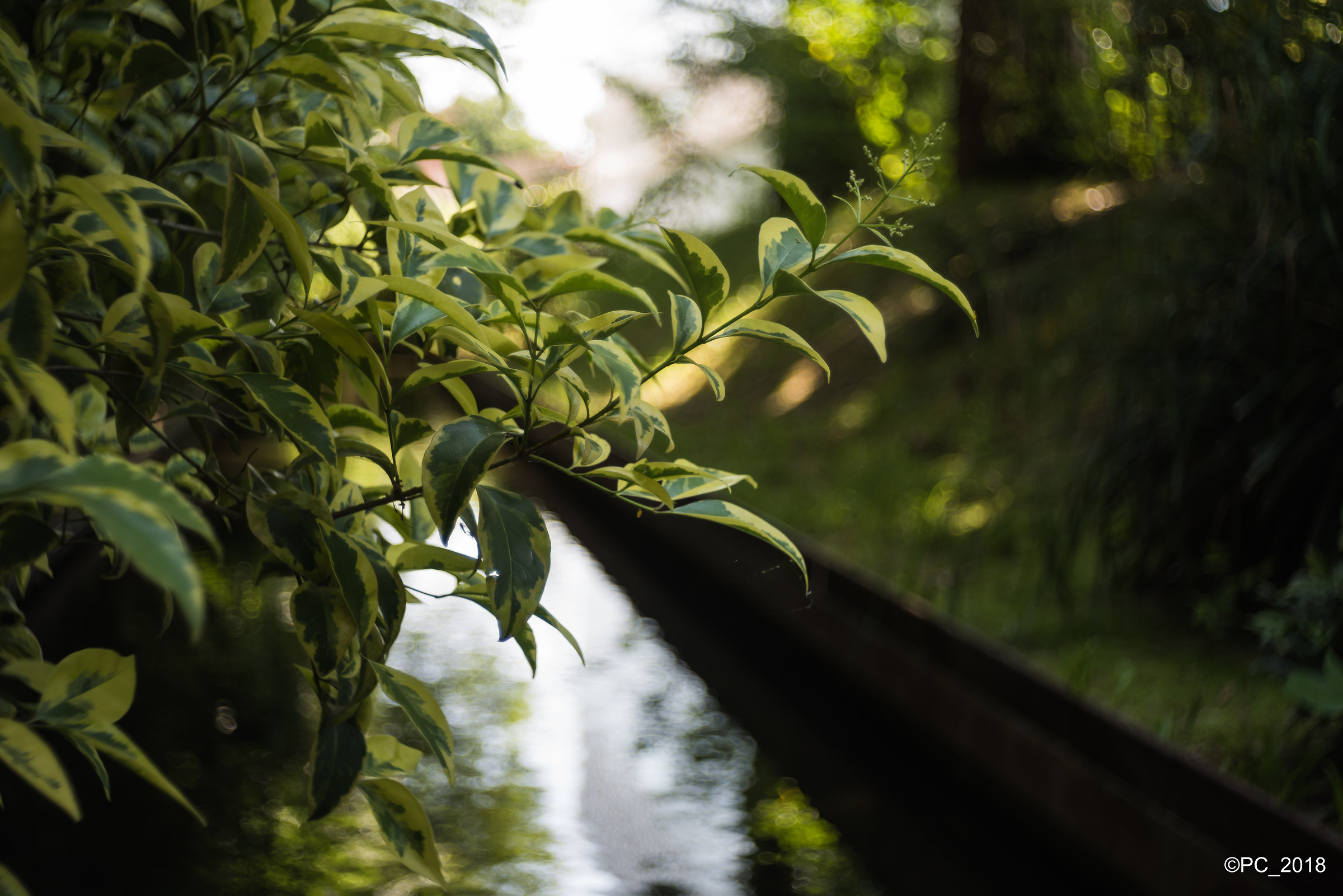 Padova - Orto Botanico 009