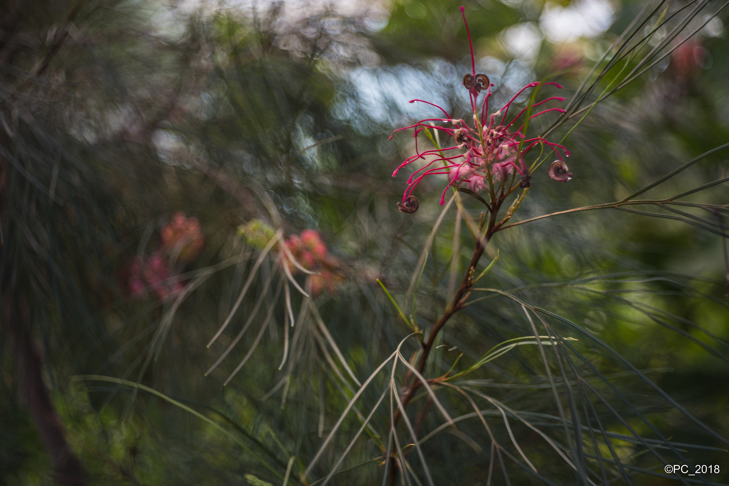 Padova - Orto Botanico 010