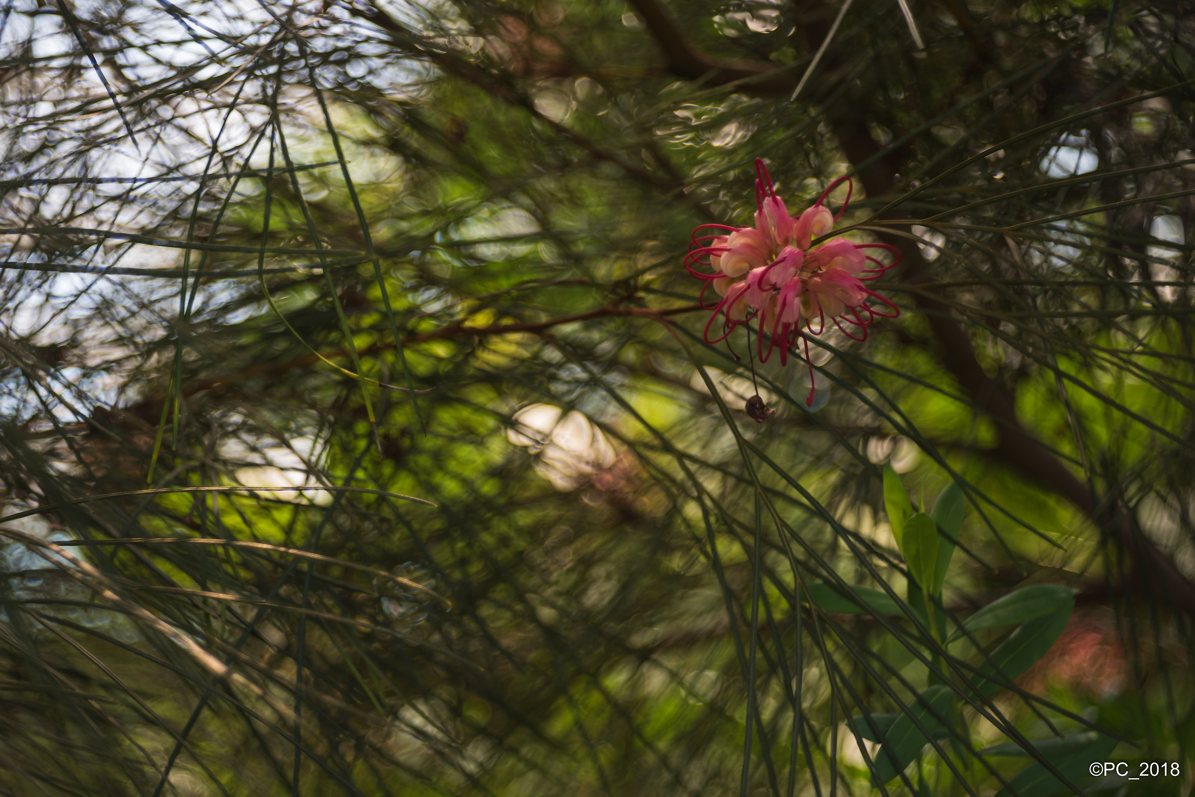 Padova - Orto Botanico 011