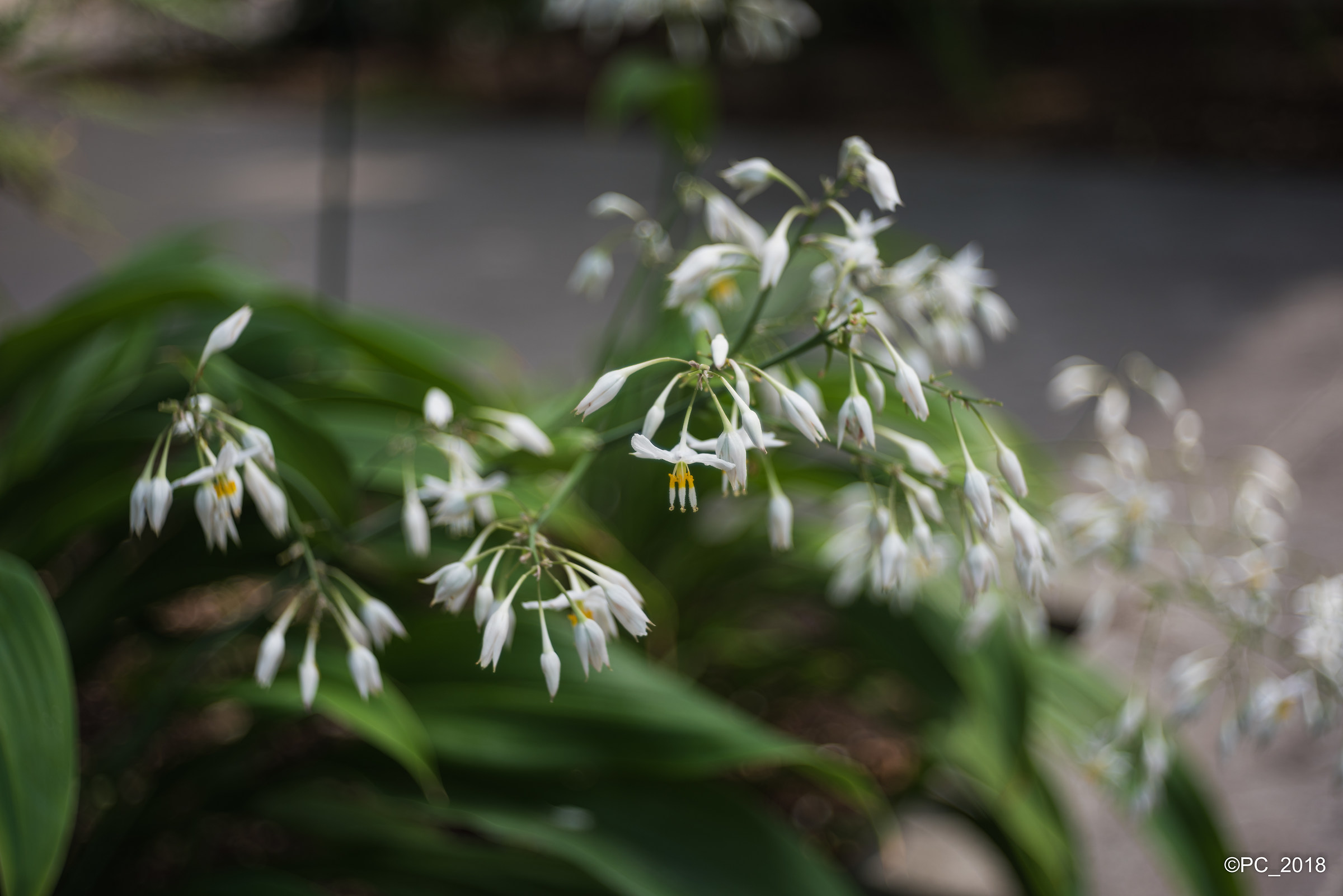 Padova - Orto Botanico 012