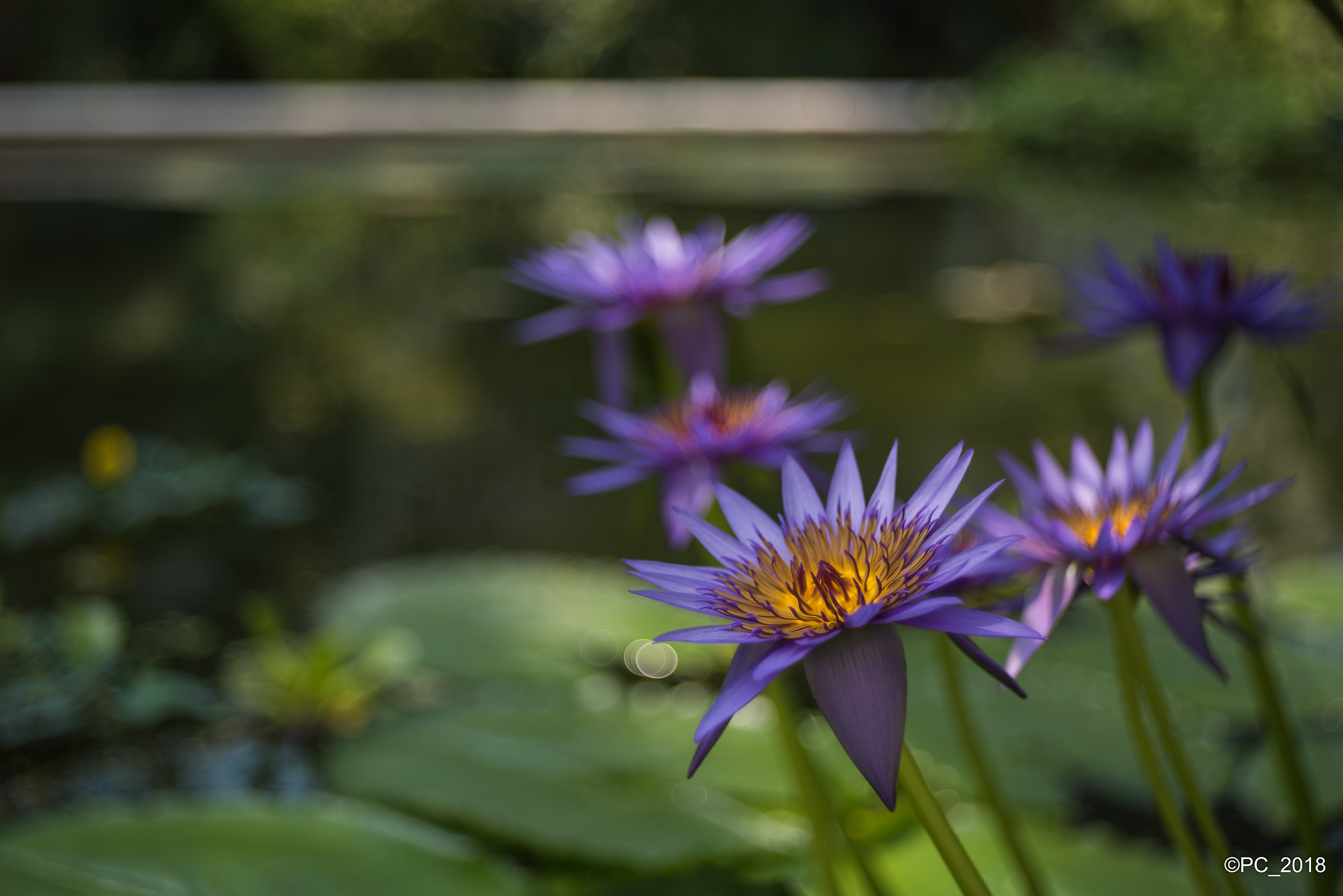 Padova - Orto Botanico 013