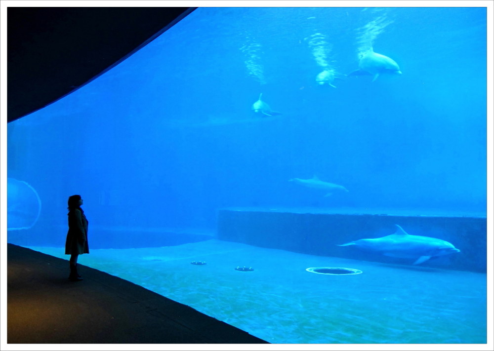 Dialogue Muto_2-Aquarium of Genoa