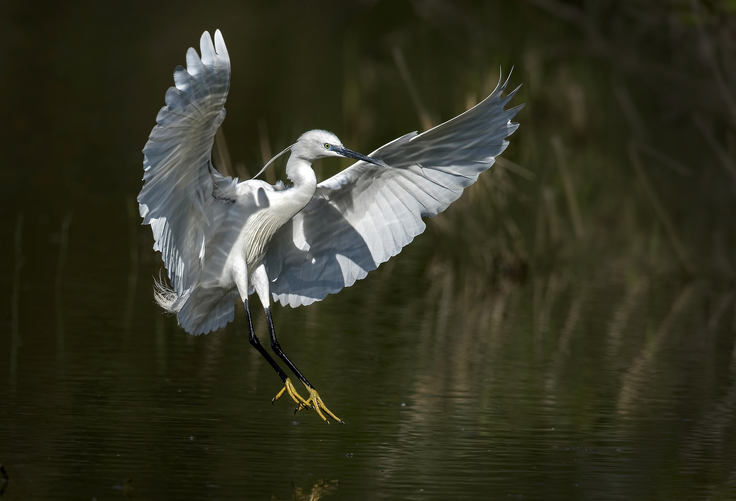 Egret