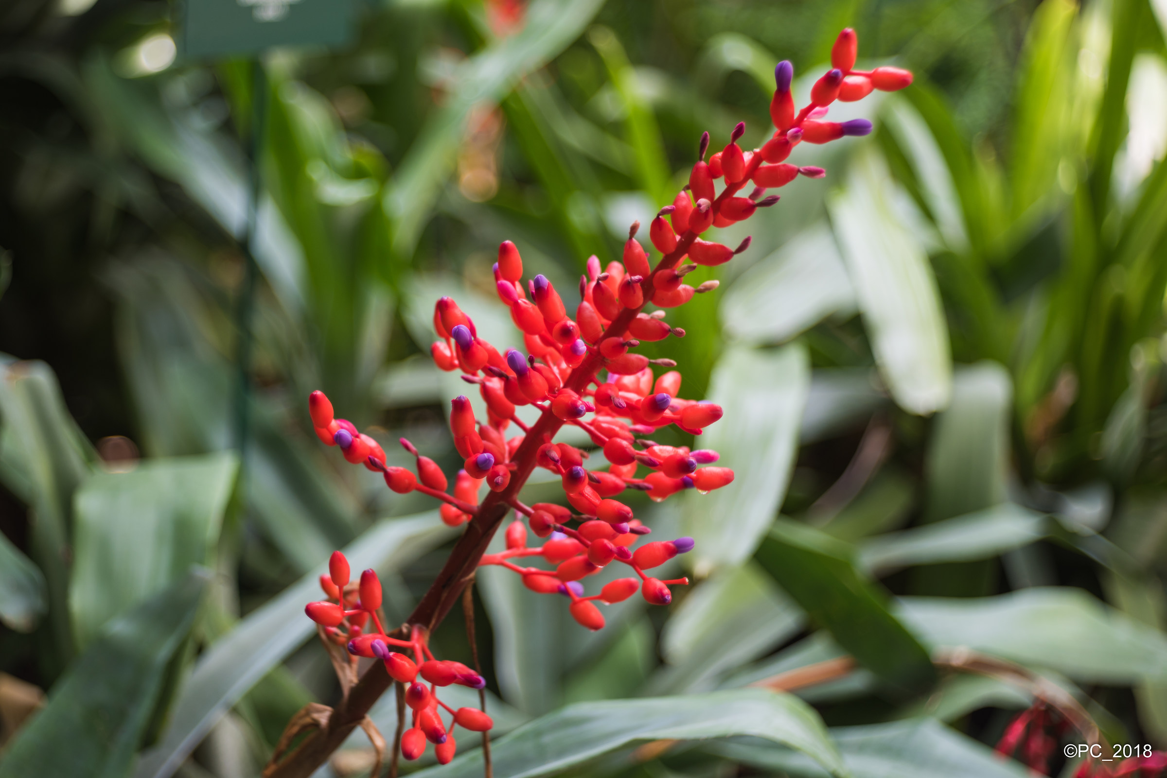 Padova - Orto Botanico 018