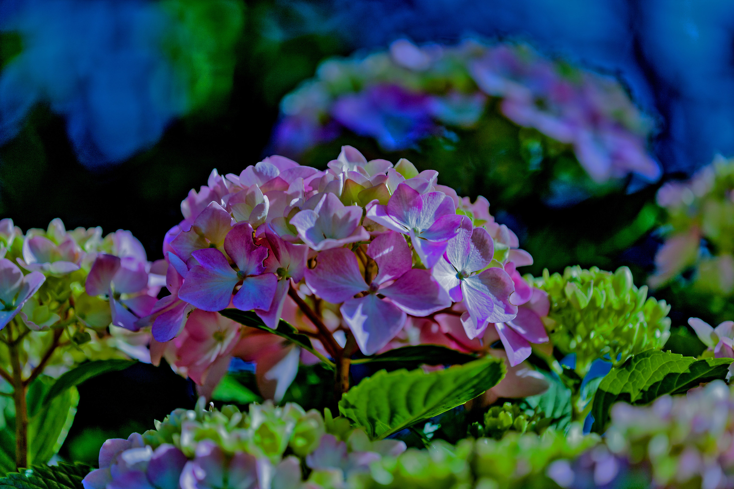 Hydrangeas