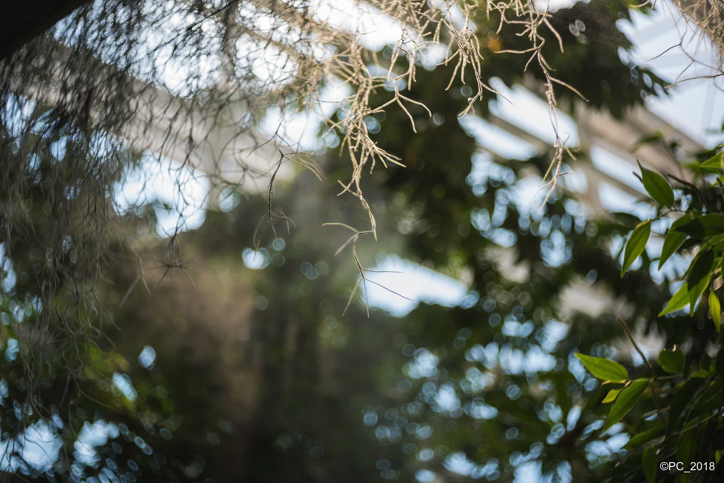 Padova - Orto Botanico 020