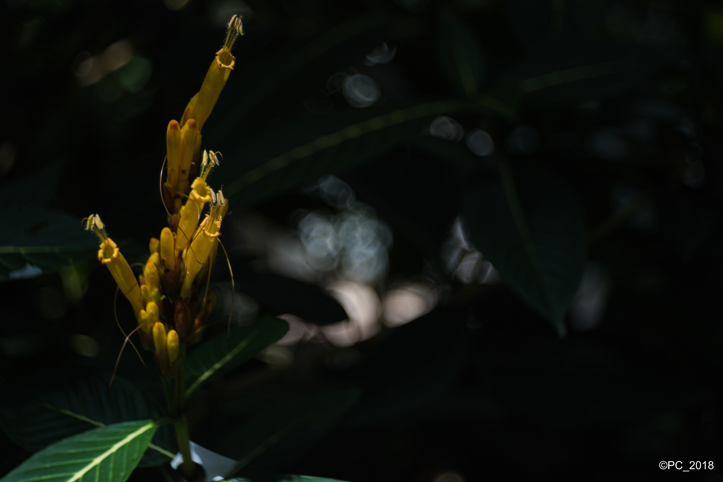 Padova - Orto Botanico 021