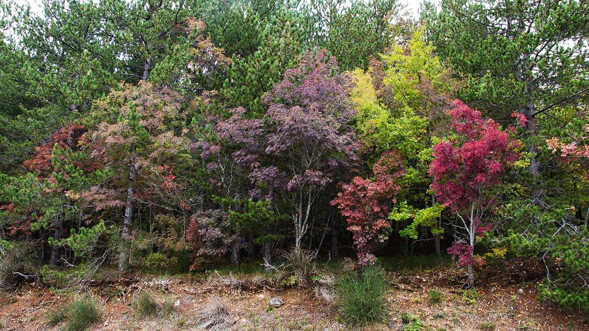 i colori dell'autunno