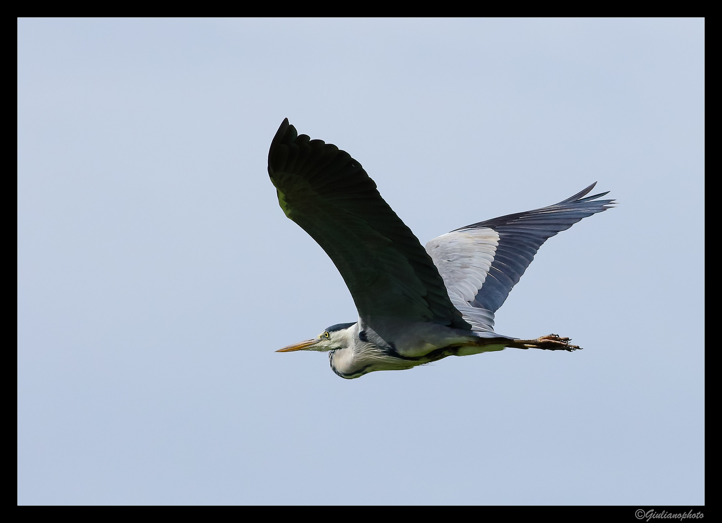 Grey Heron