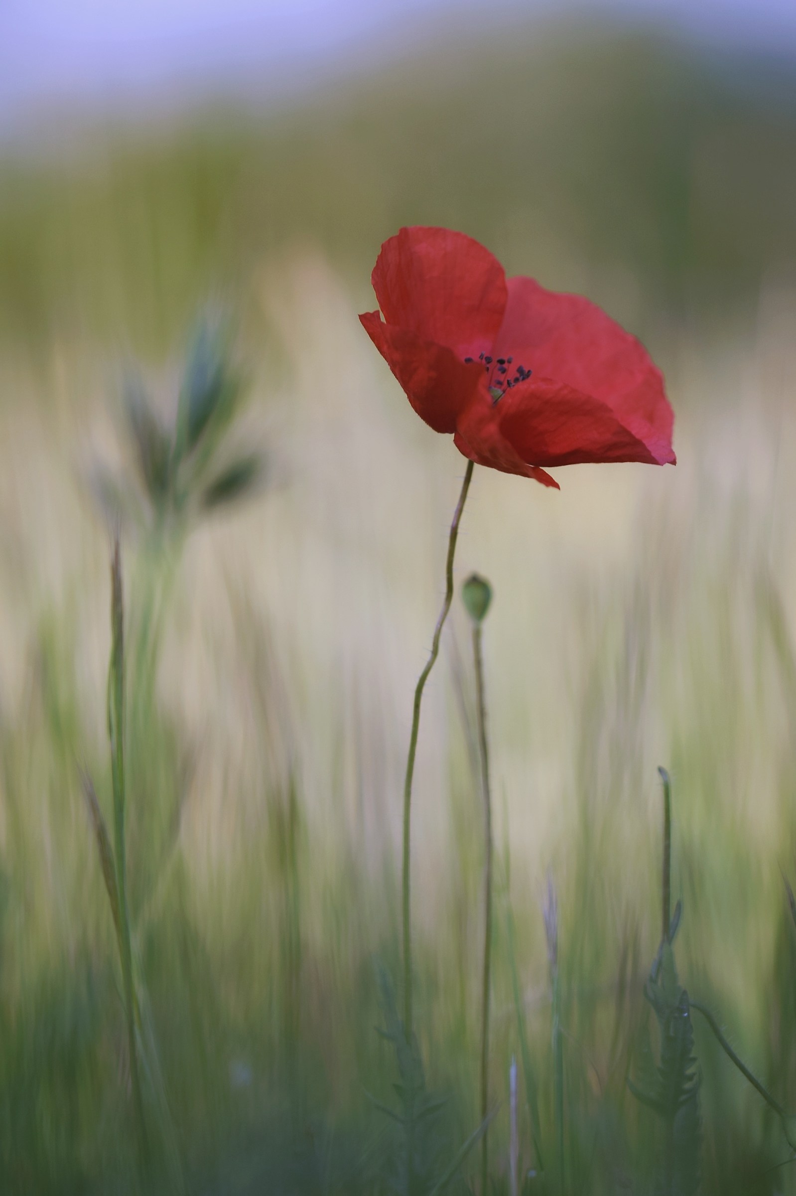 Poppies' stories 1