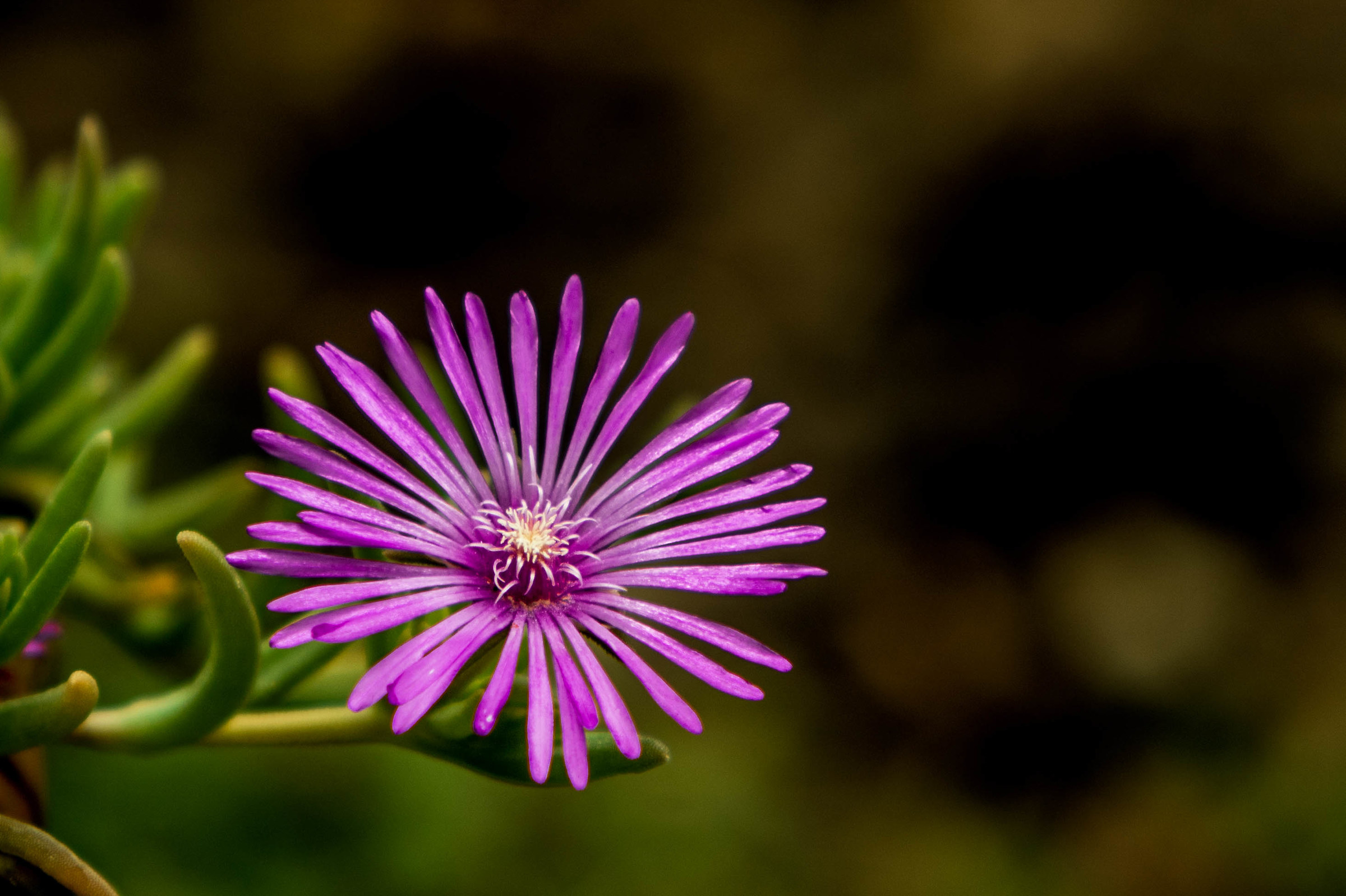 Beautiful as a flower!