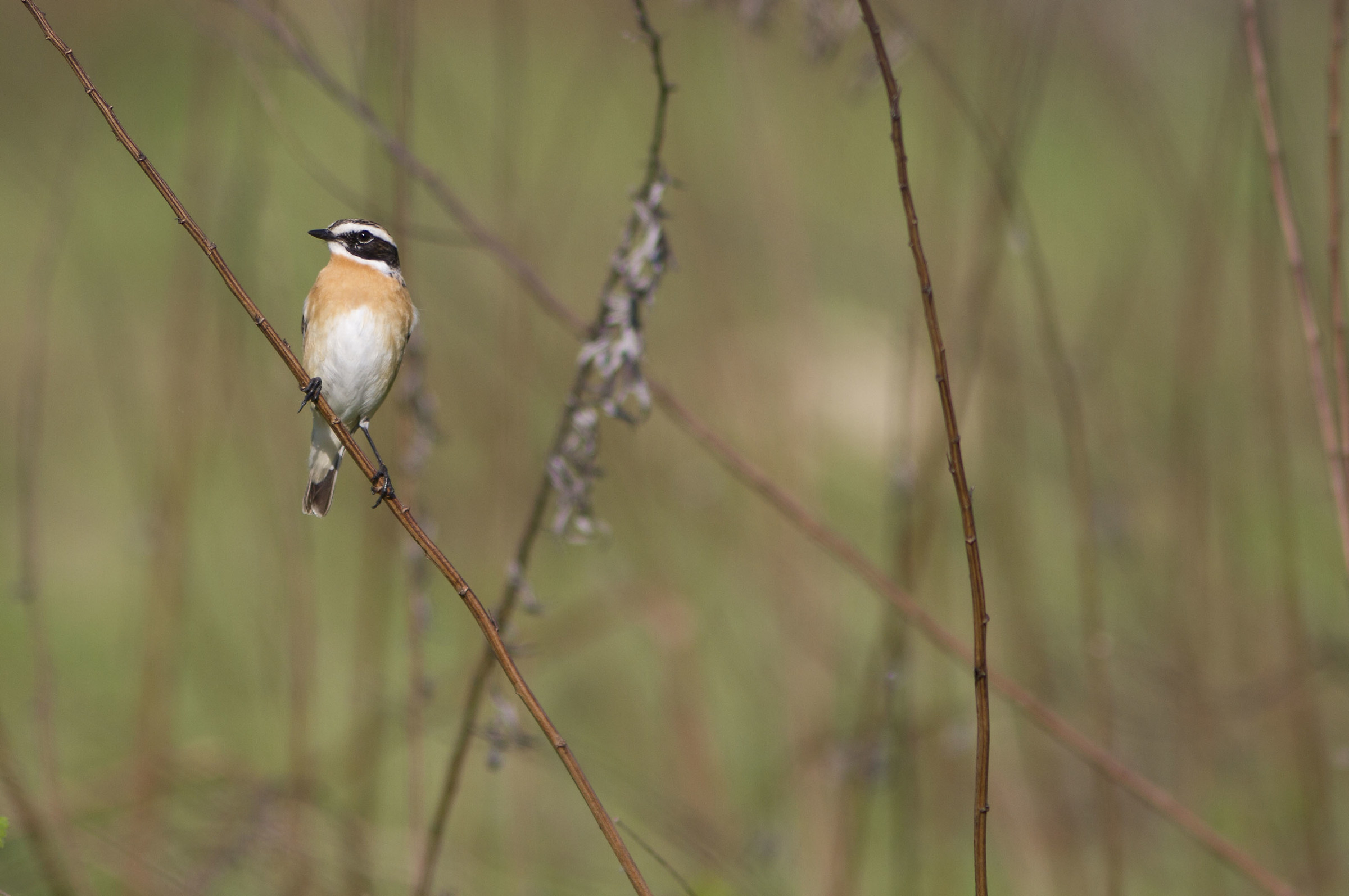 Whinchat