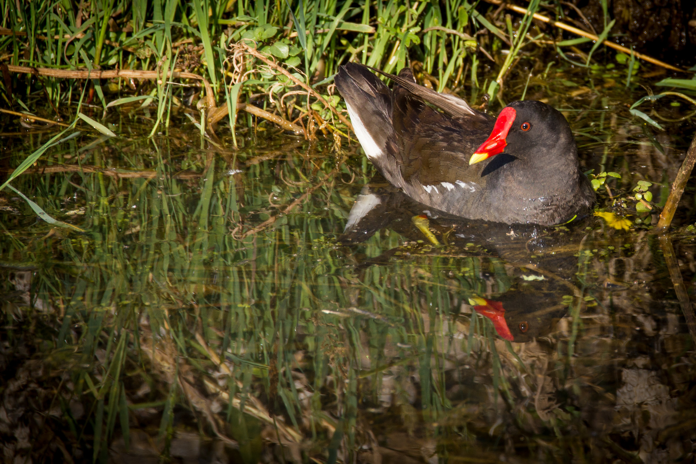 Gallinule