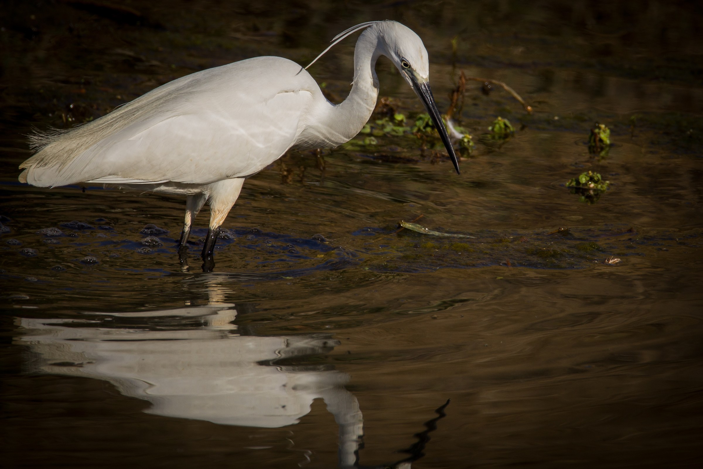 Egret